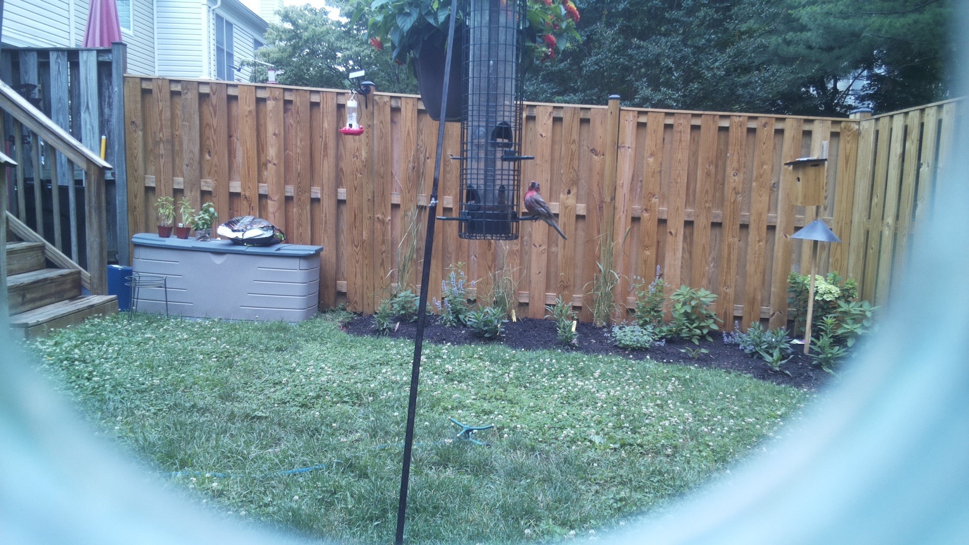 Purple Finch