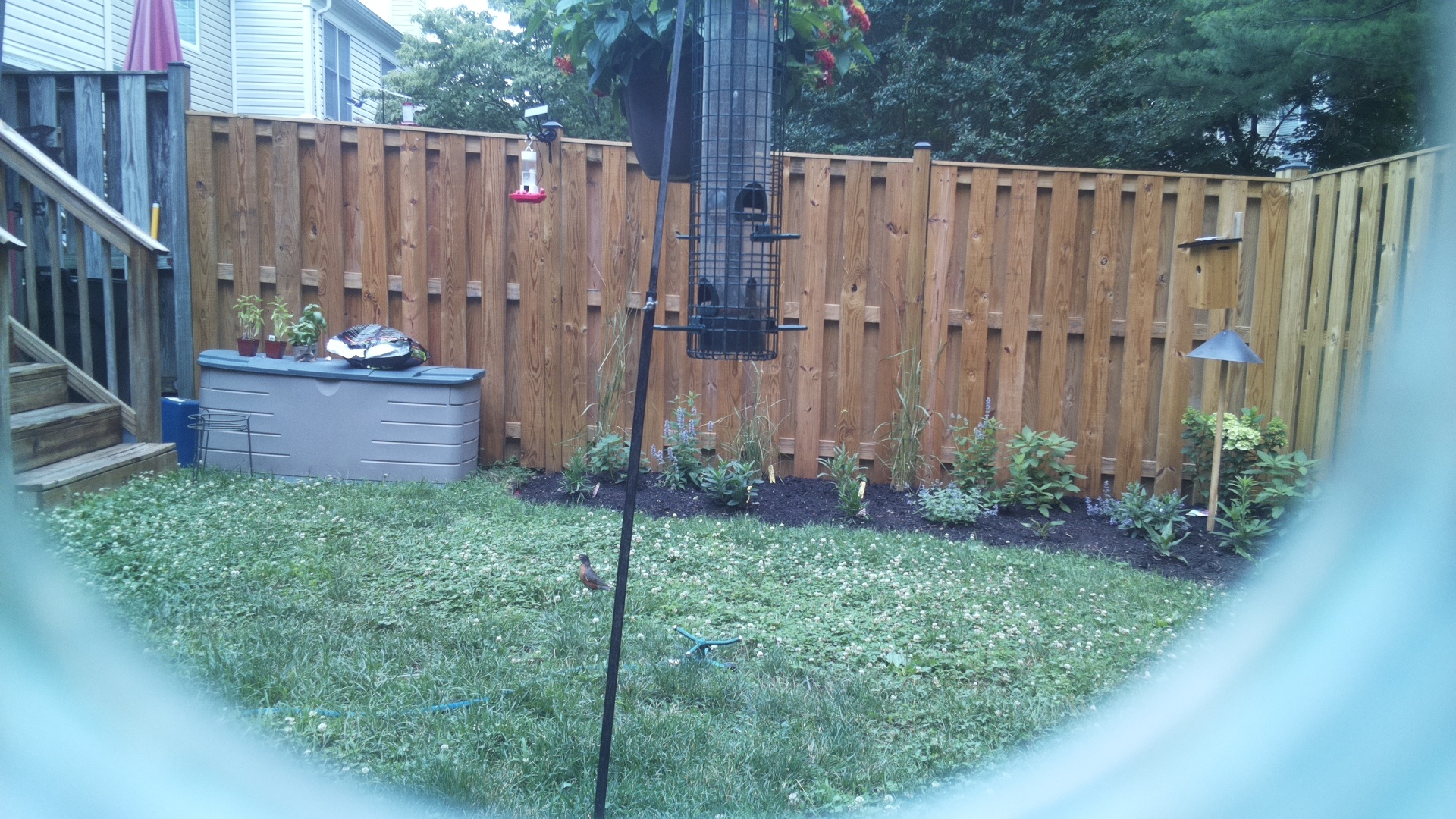 American Robin