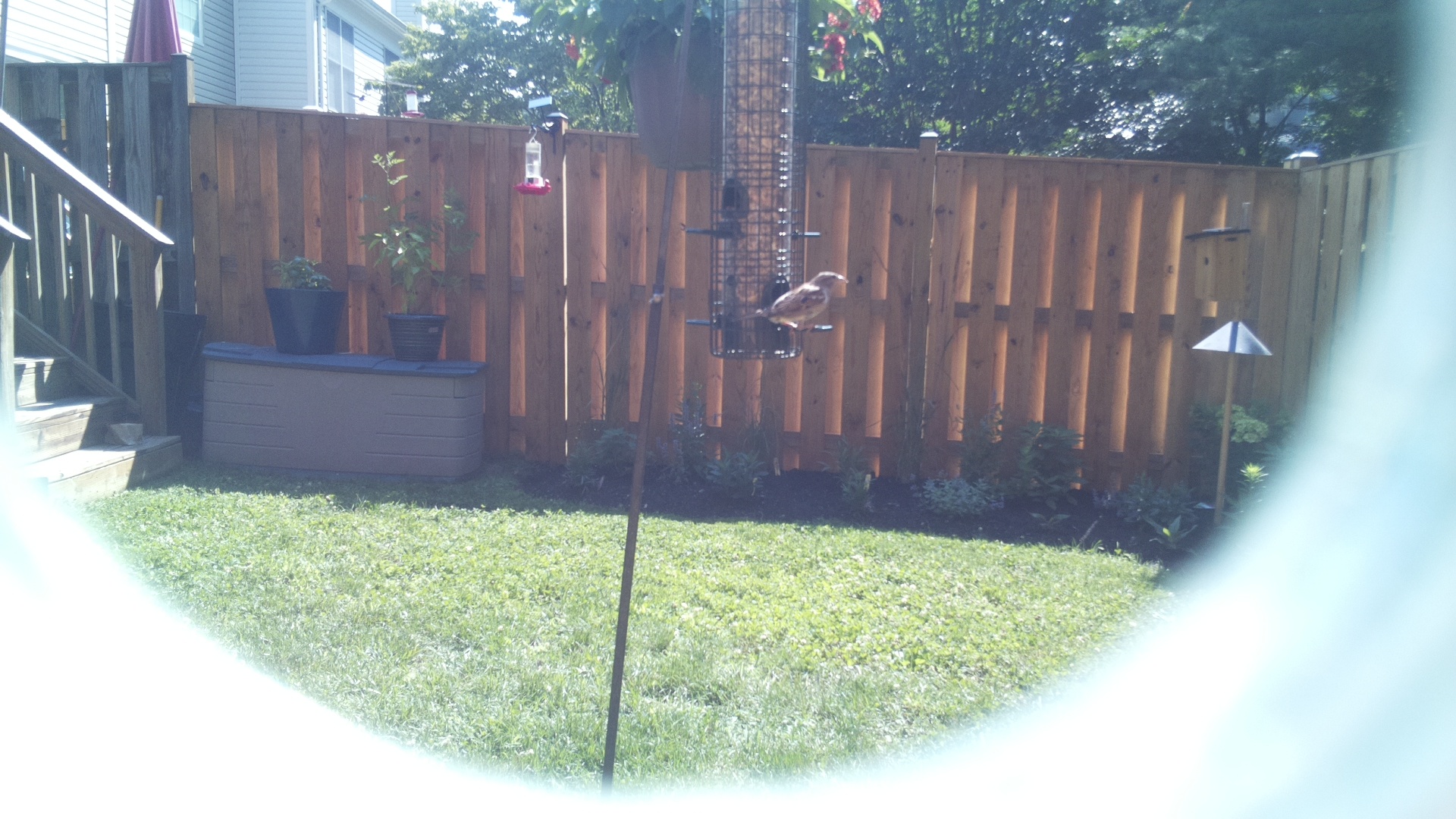 Unknown Bird