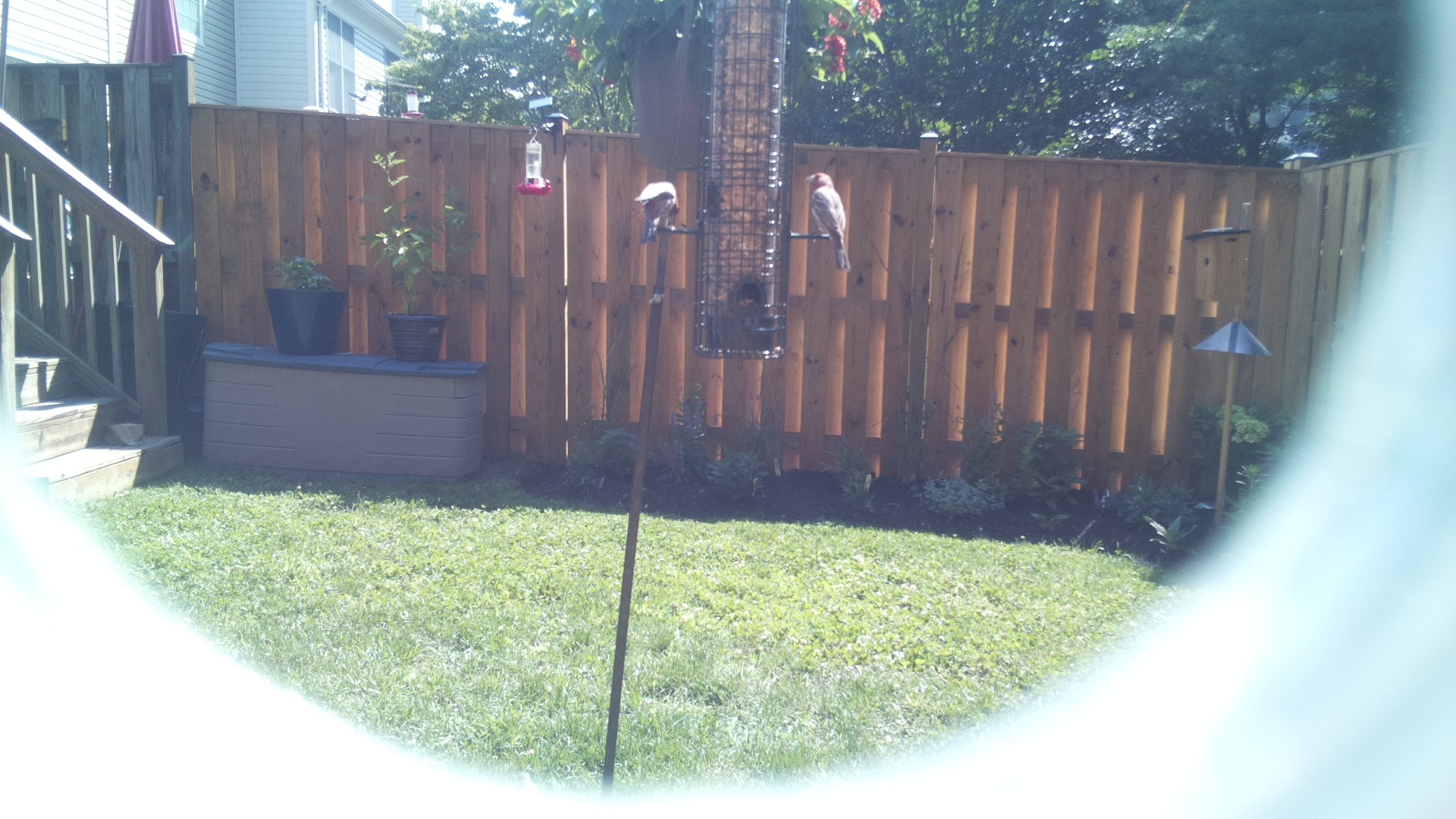 Purple Finch