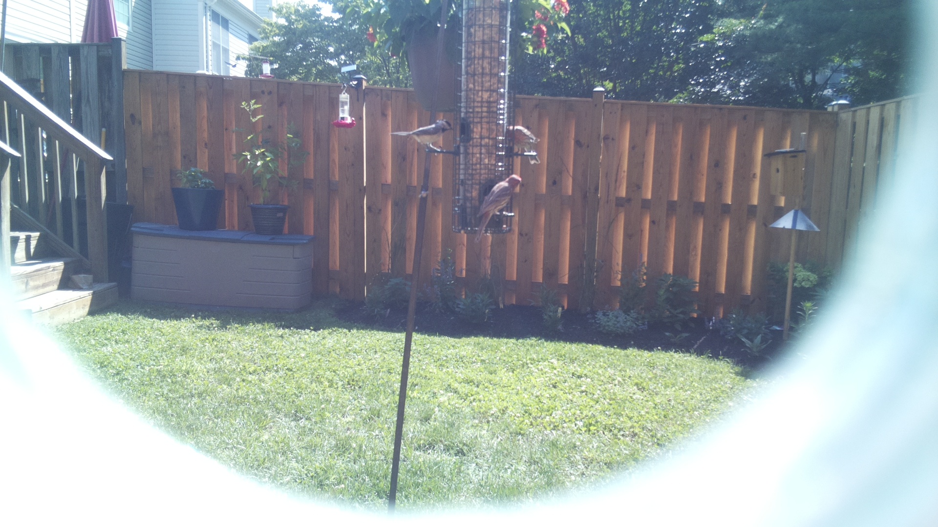 Unknown Bird