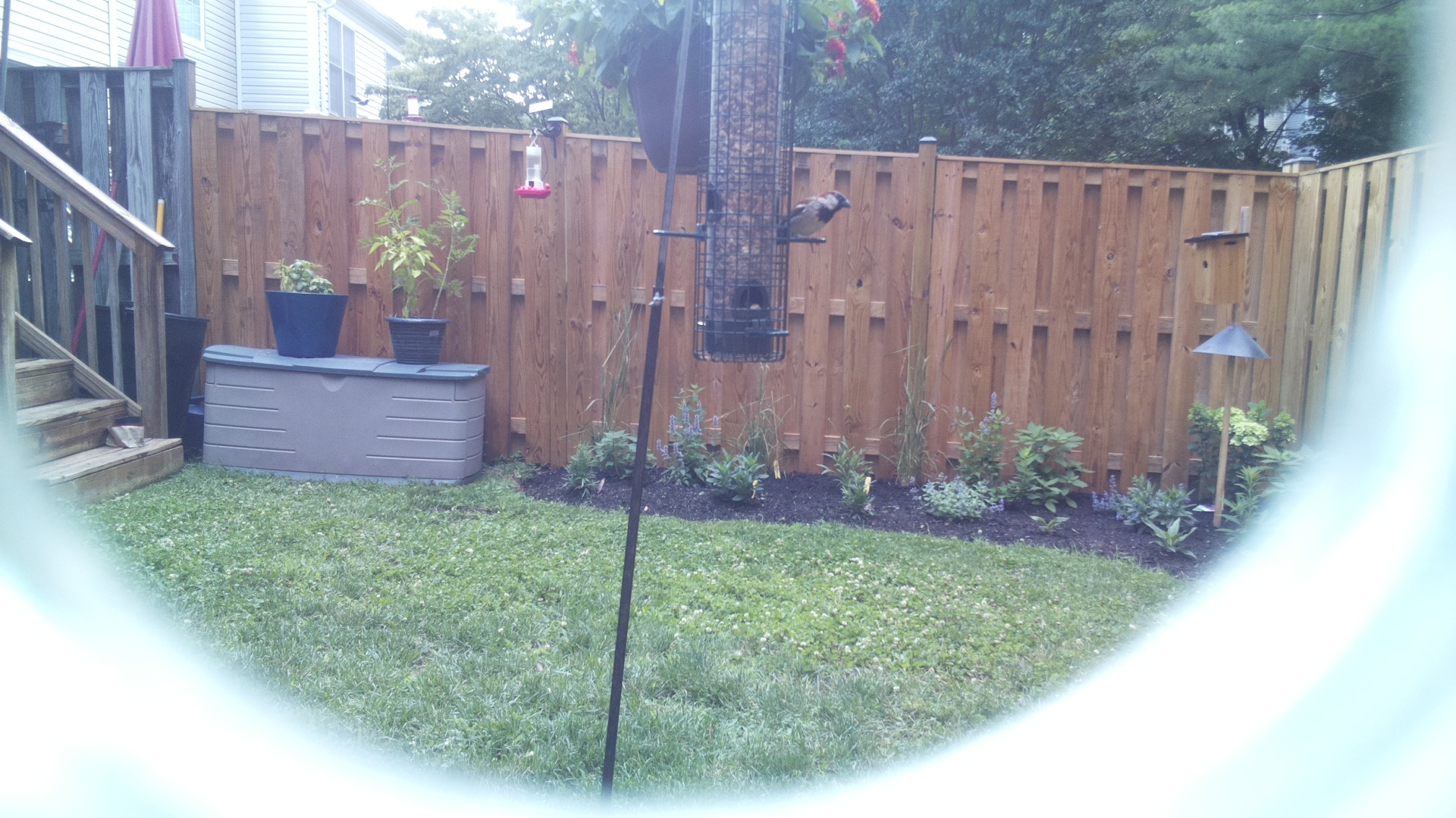 House Sparrow