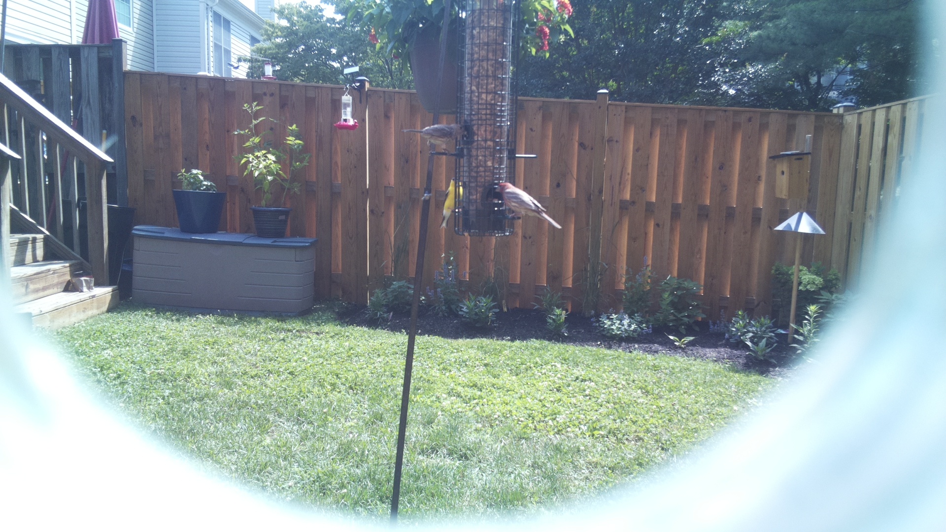Purple Finch