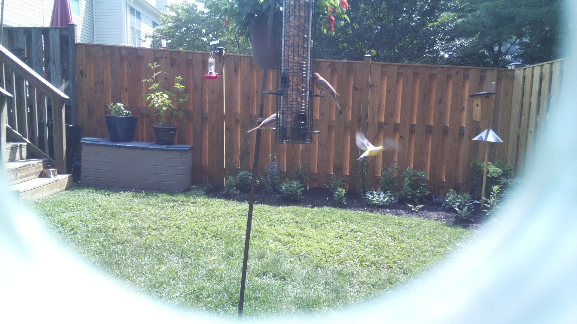 American Goldfinch