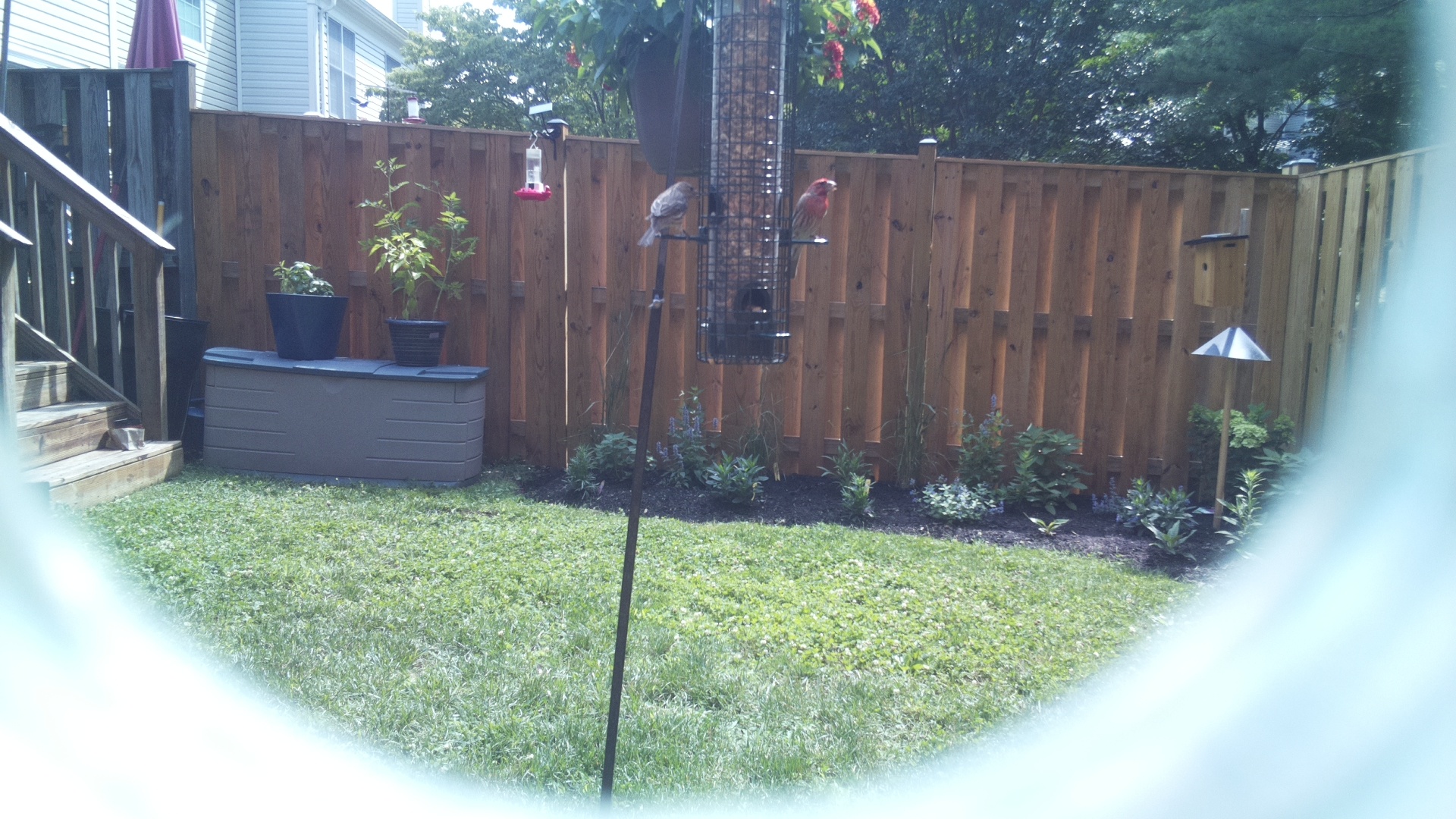 Likely Finch