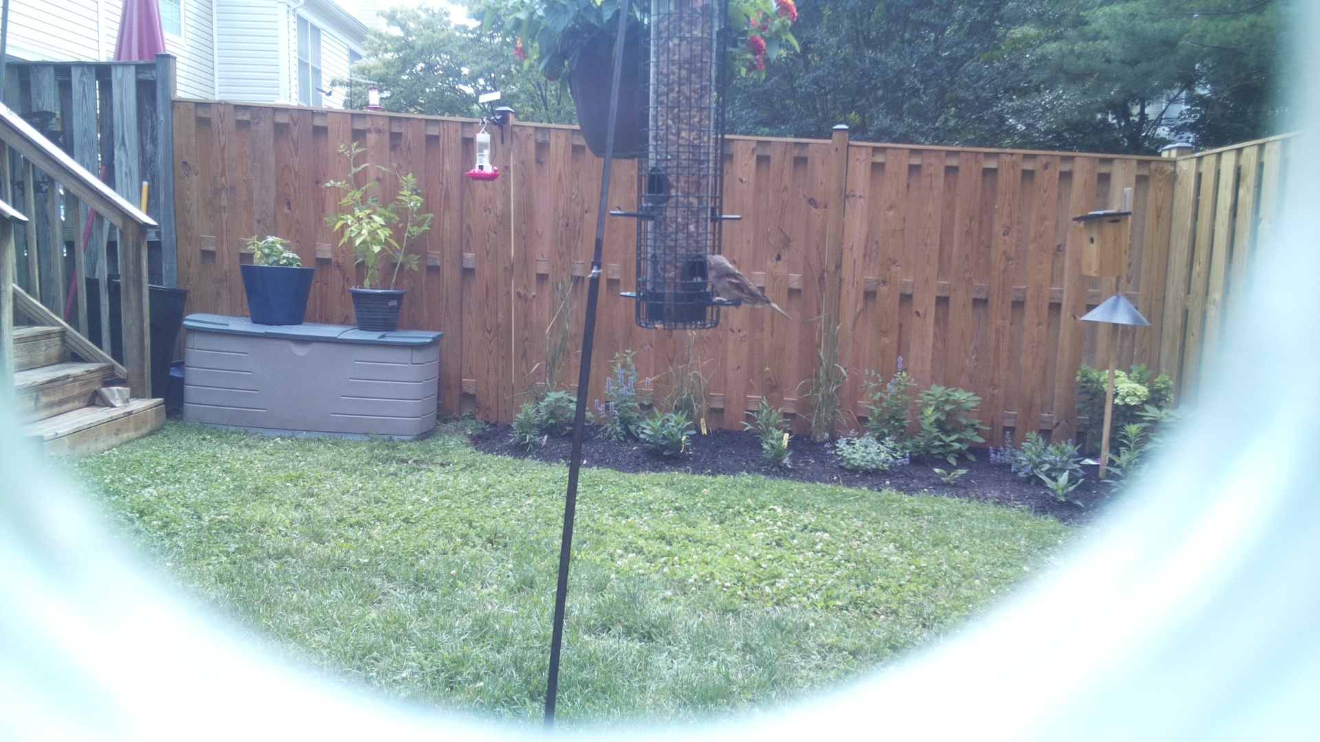 Likely Finch