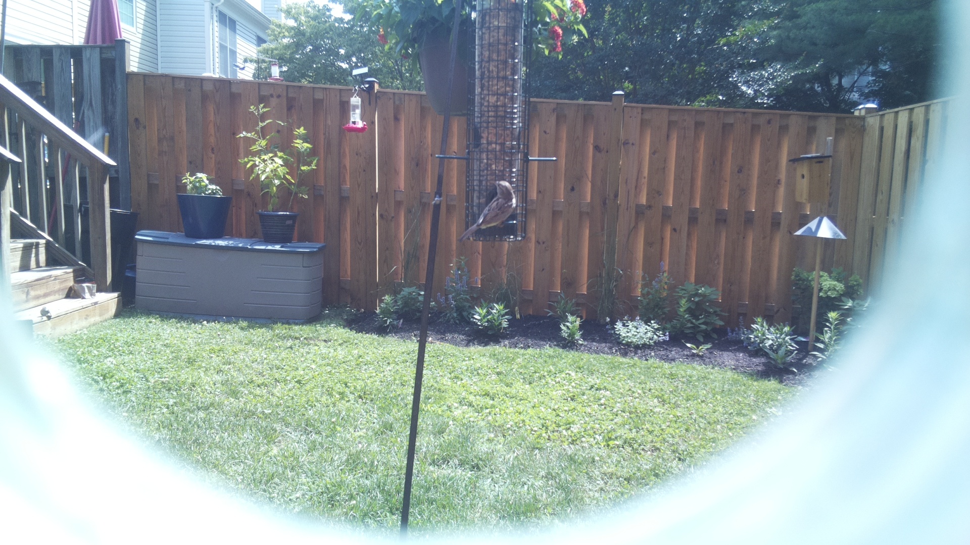 Purple Finch