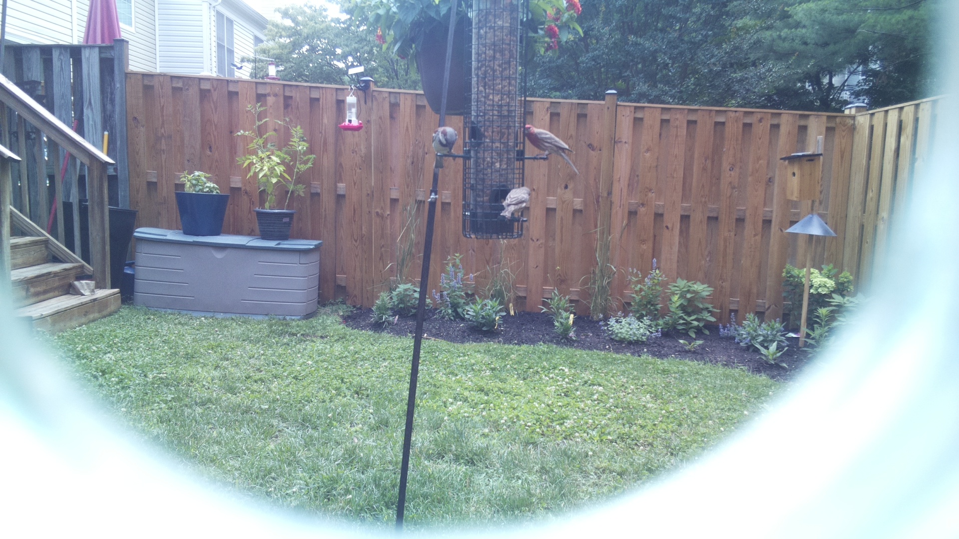Purple Finch