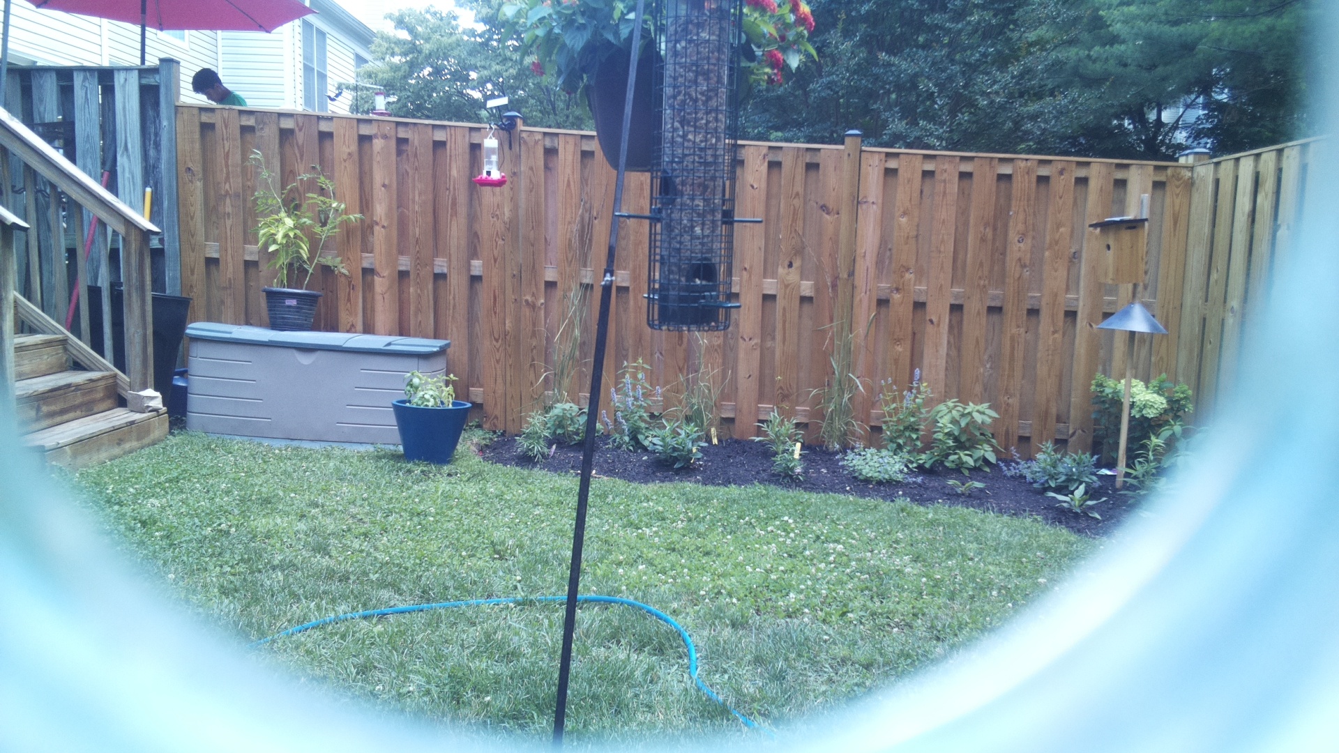 Common Grackle