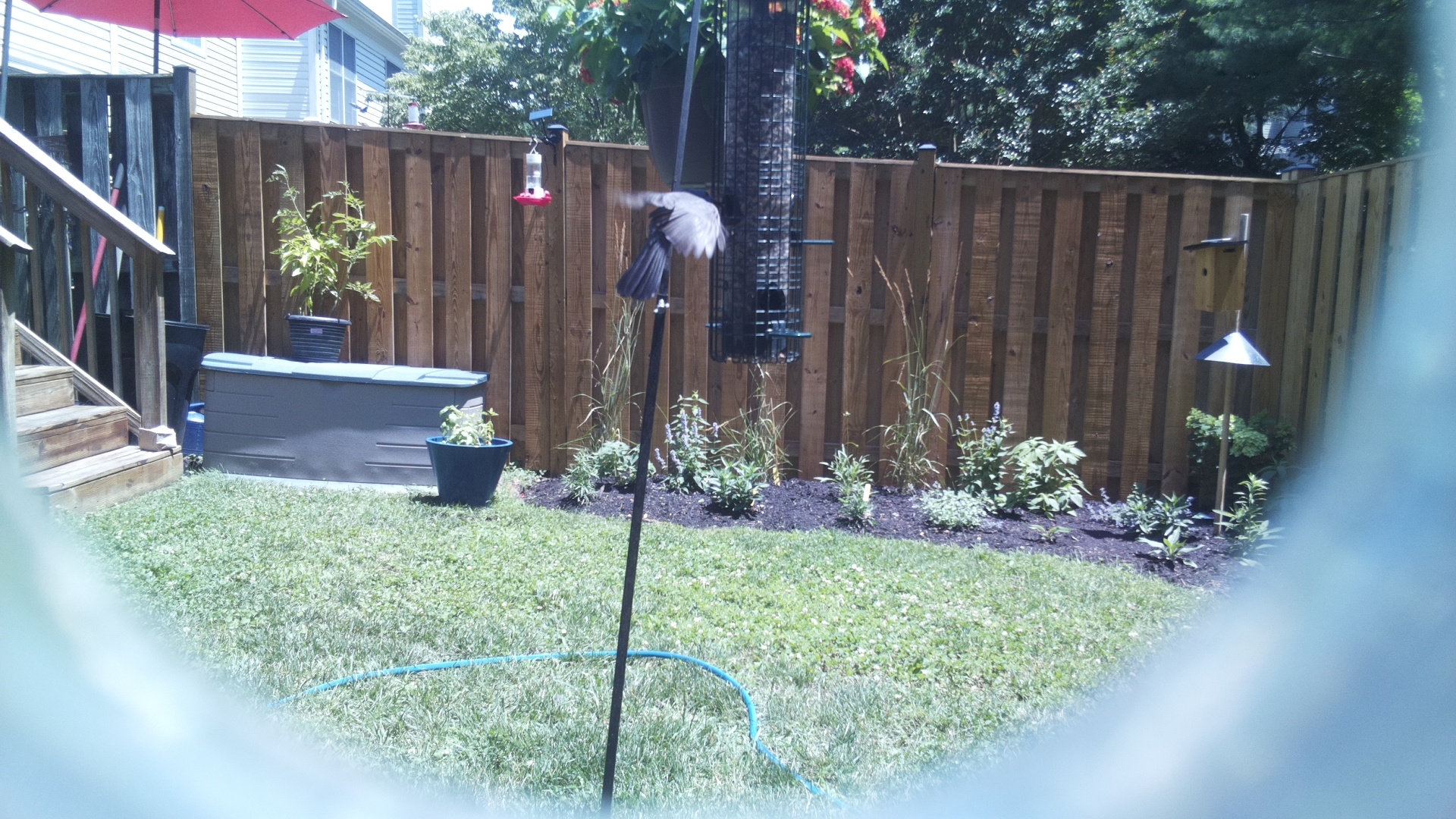 Unknown Bird
