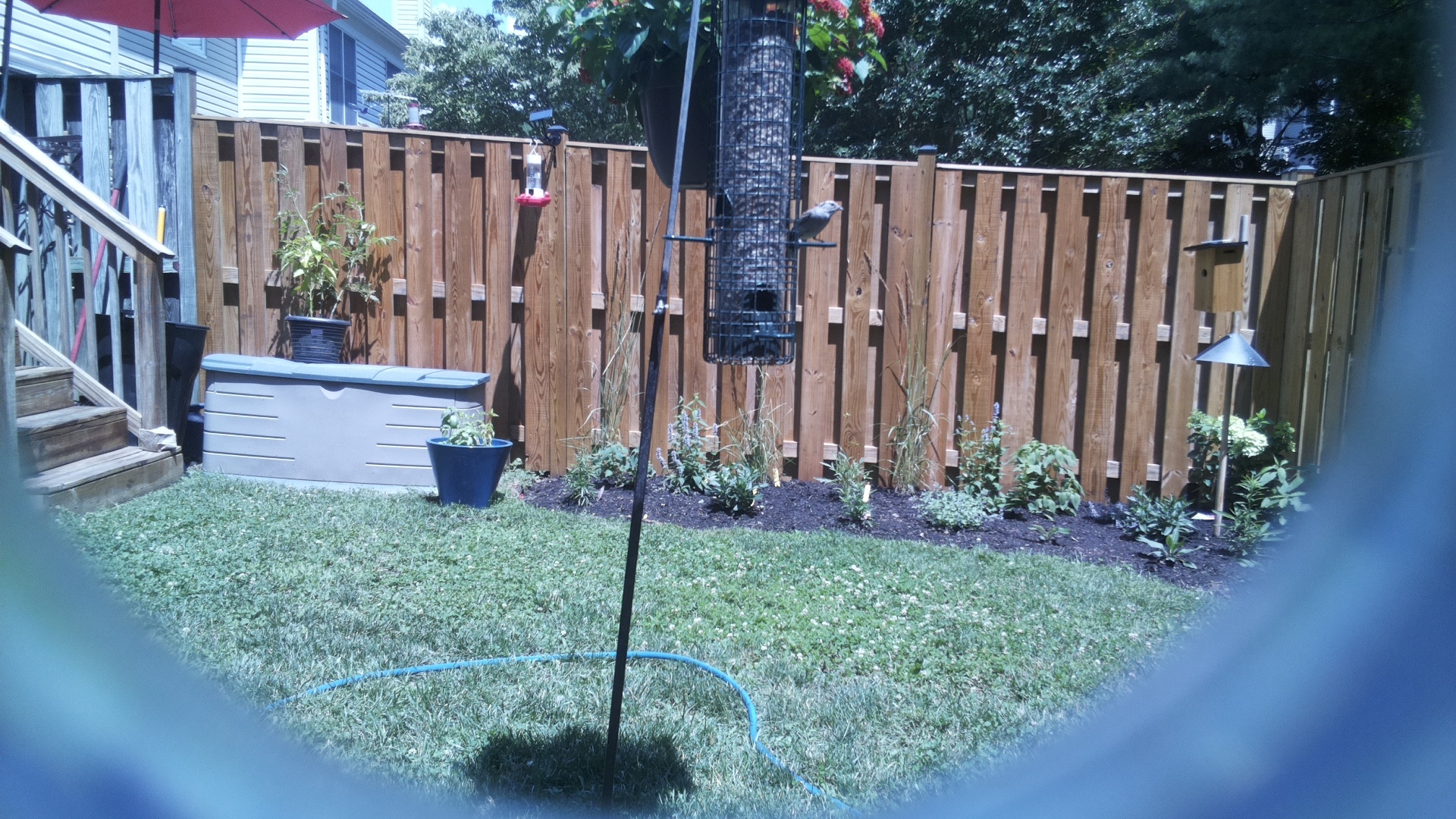 White-breasted Nuthatch