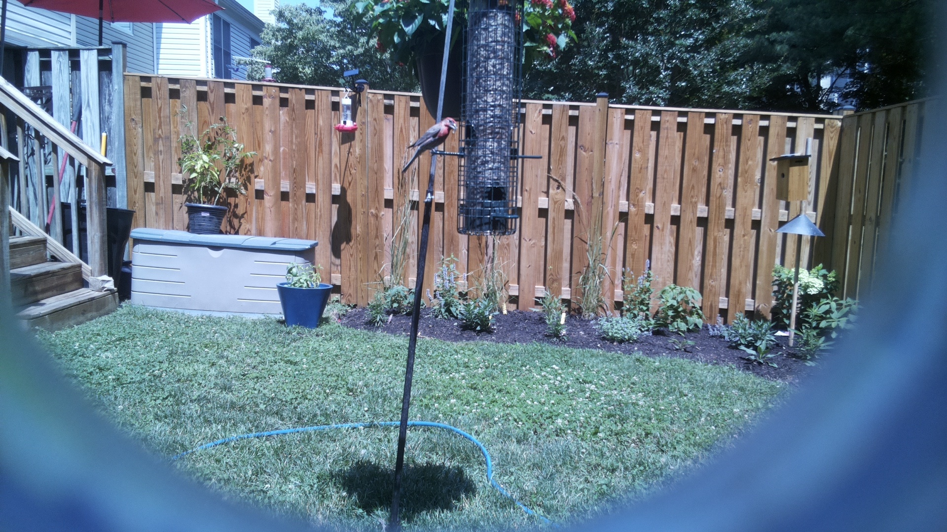 Likely Finch
