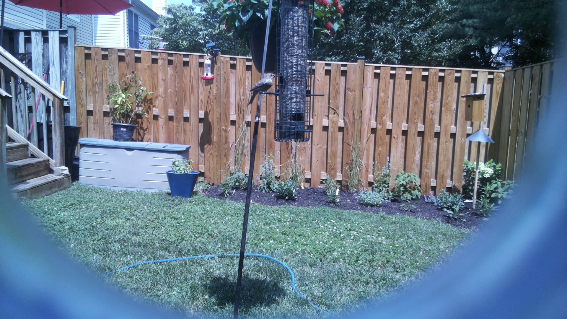 Unknown Bird