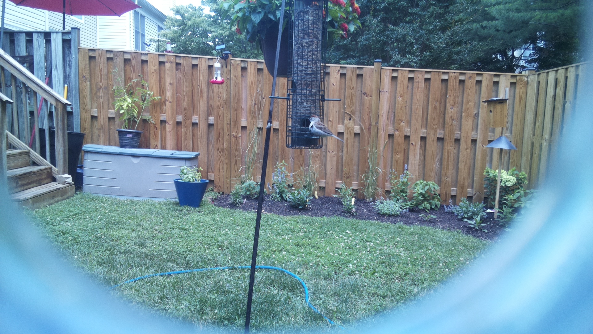Likely Sparrow