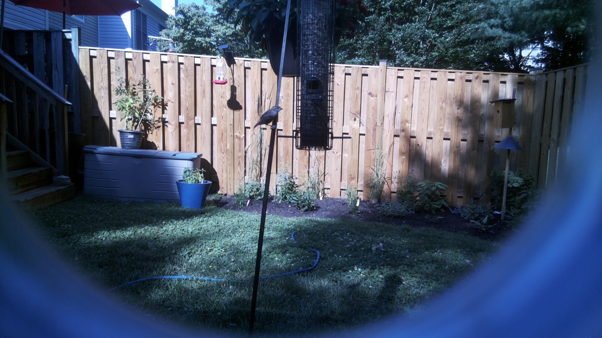 Brown-headed Cowbird