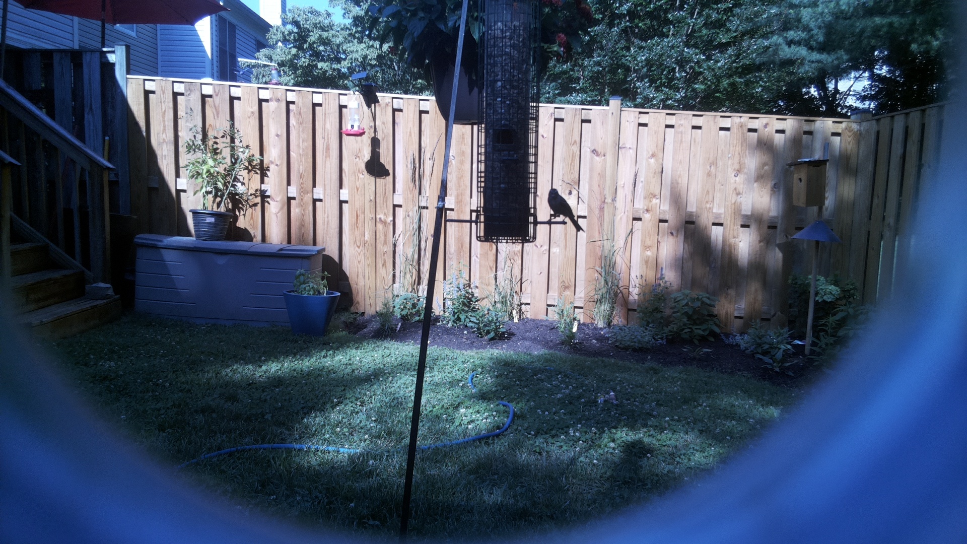 Likely Blackbird/Grackle