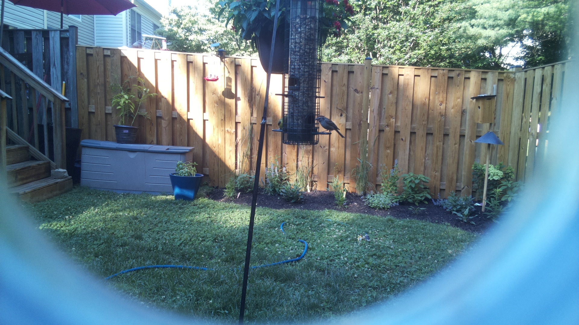 Unknown Bird