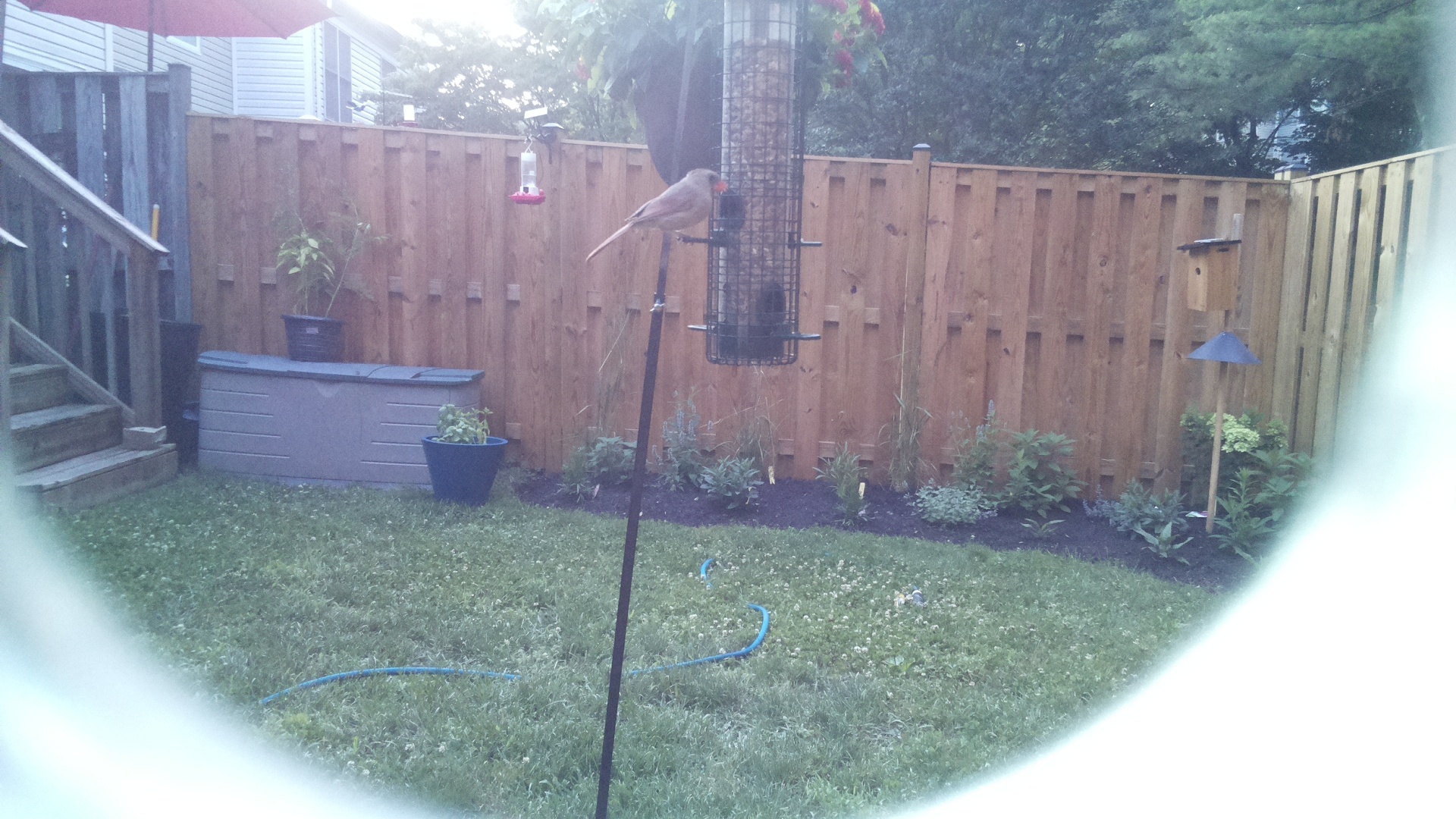 Northern Cardinal