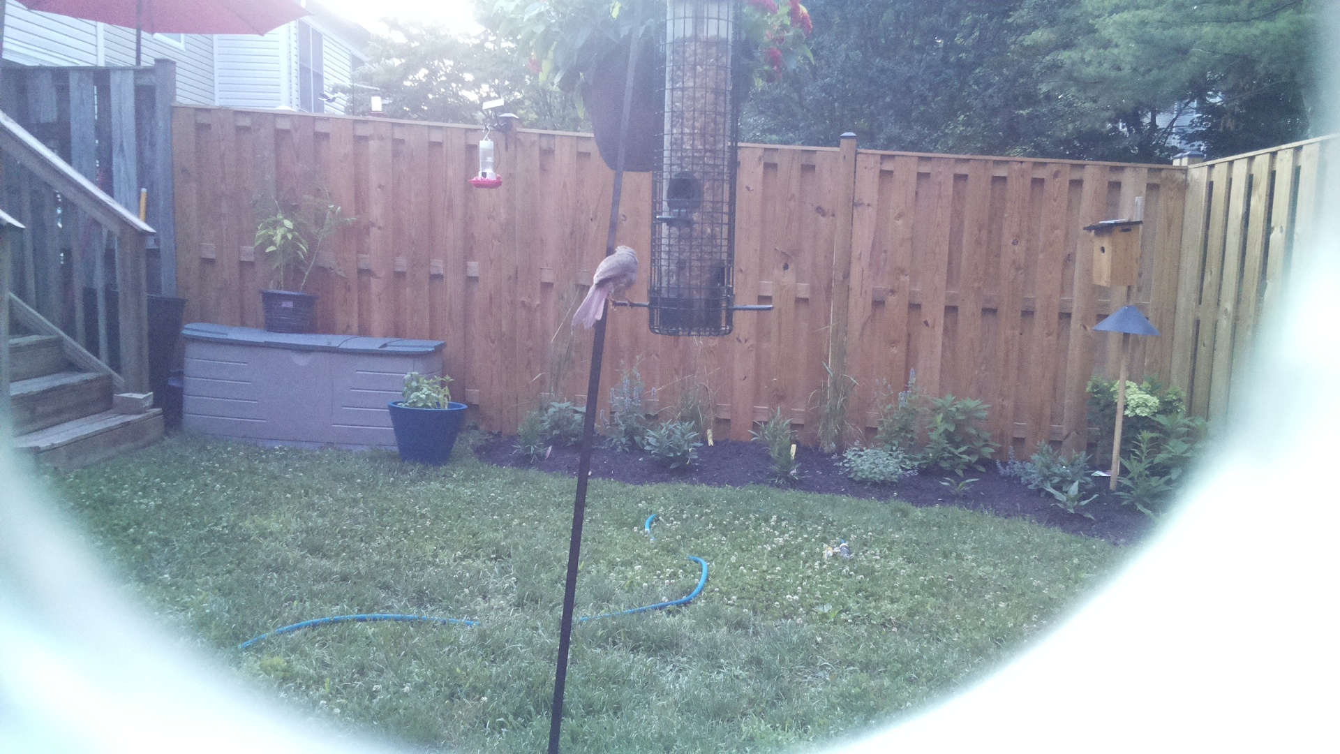 Purple Finch