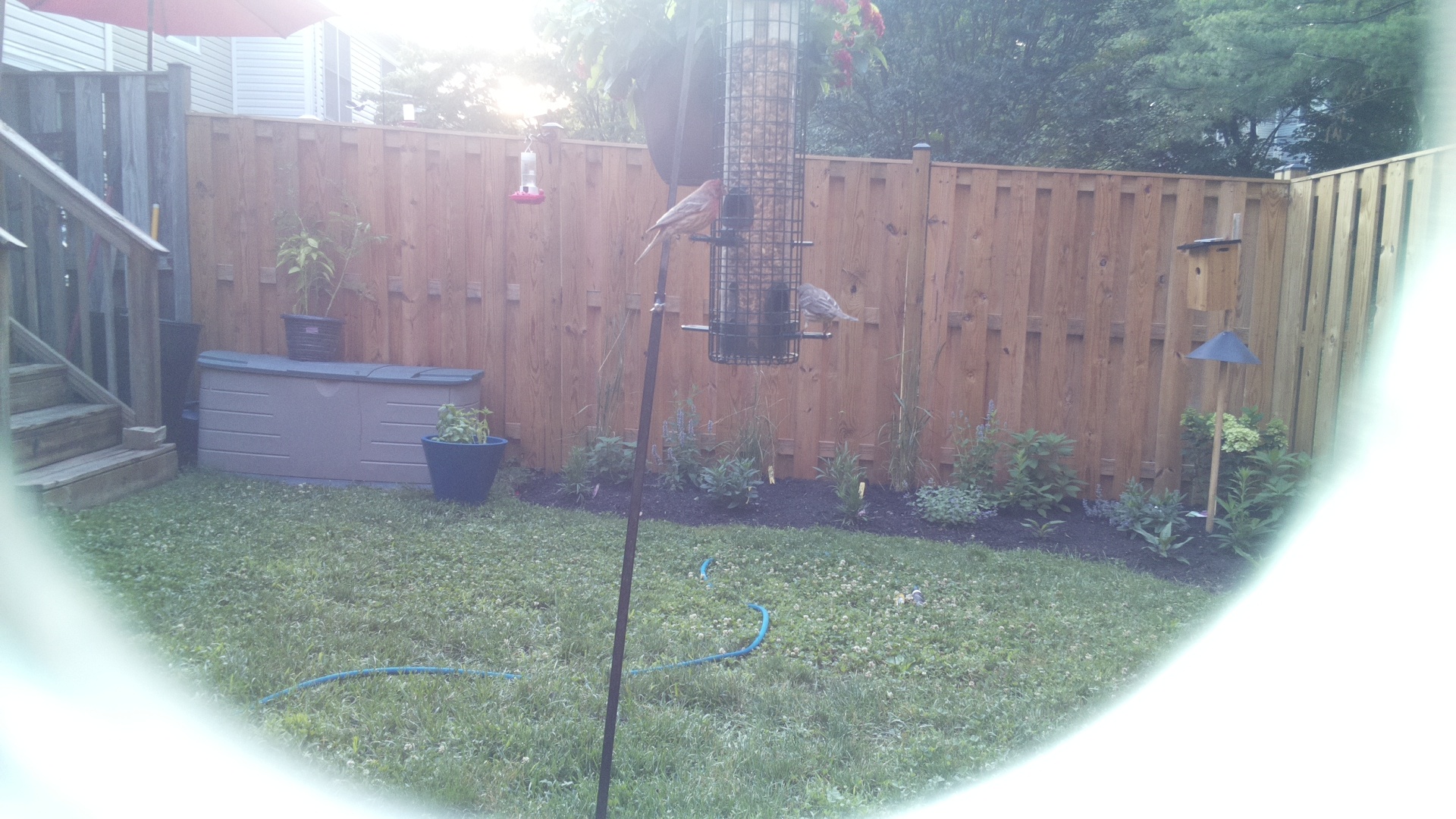 Likely Finch