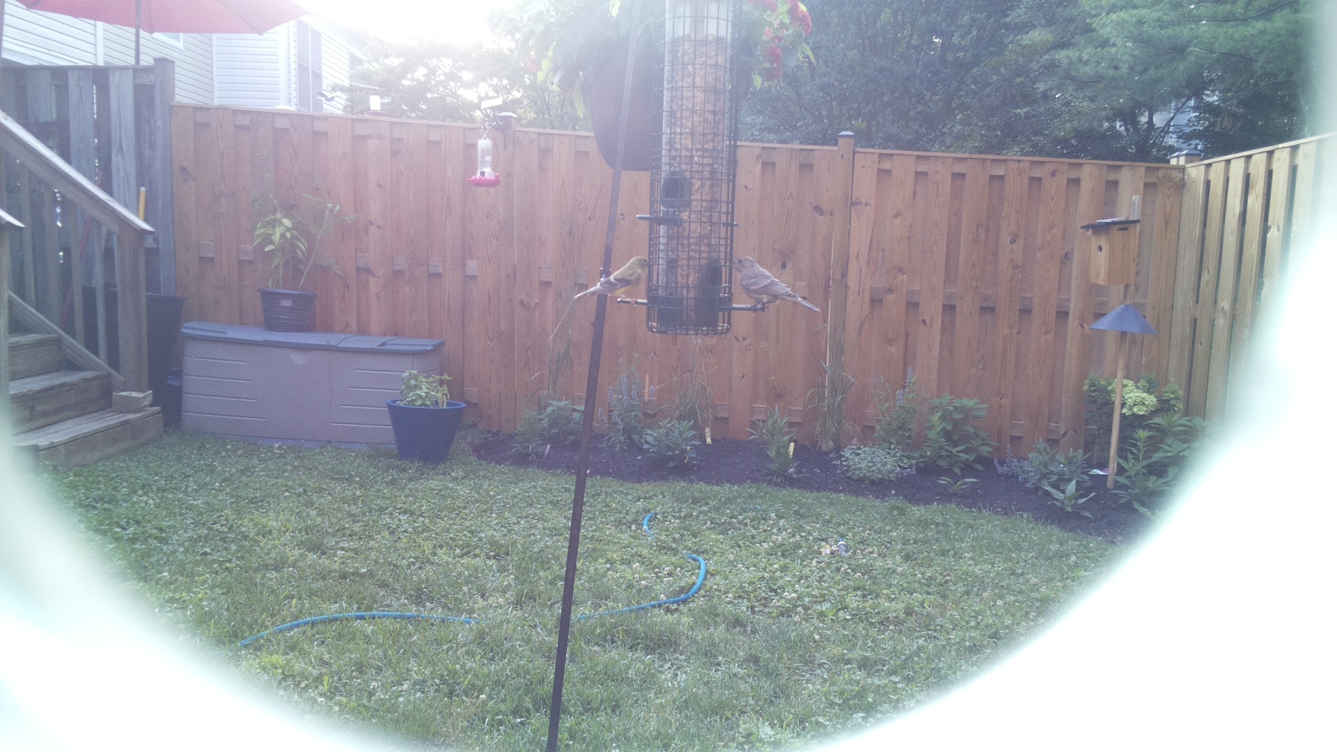 Likely Finch