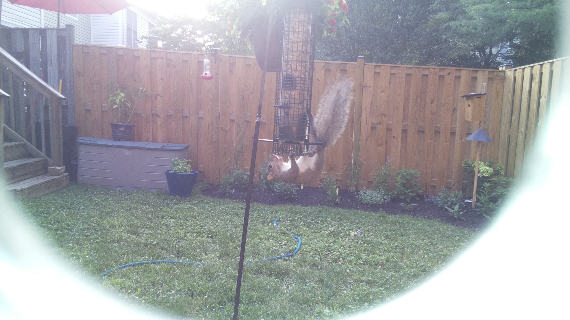 Unknown Bird