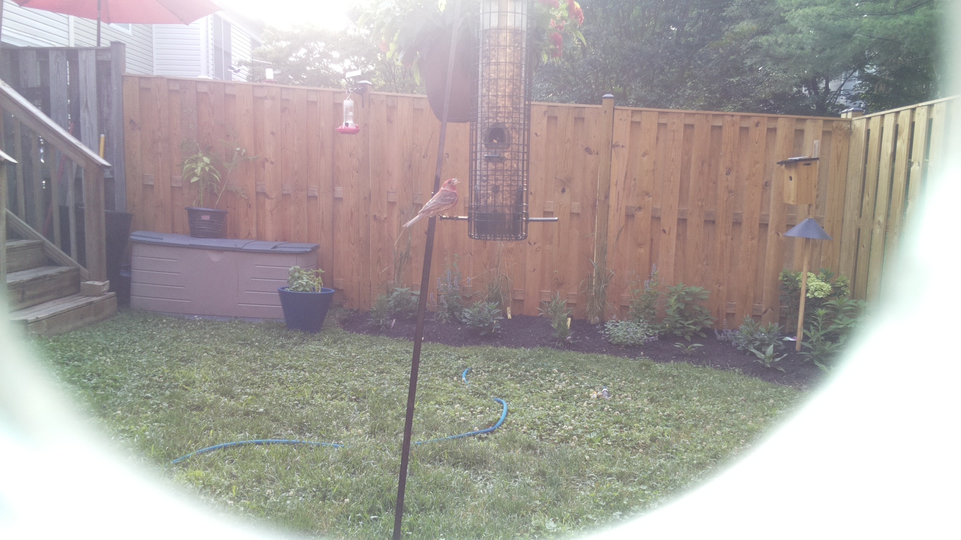 Purple Finch