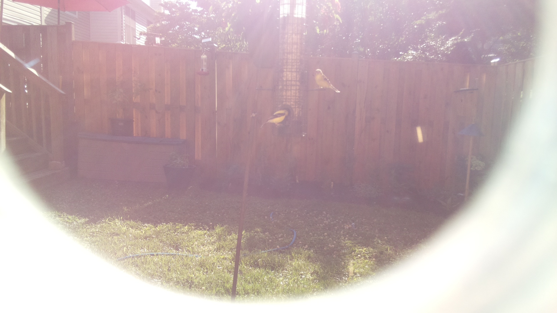 American Goldfinch