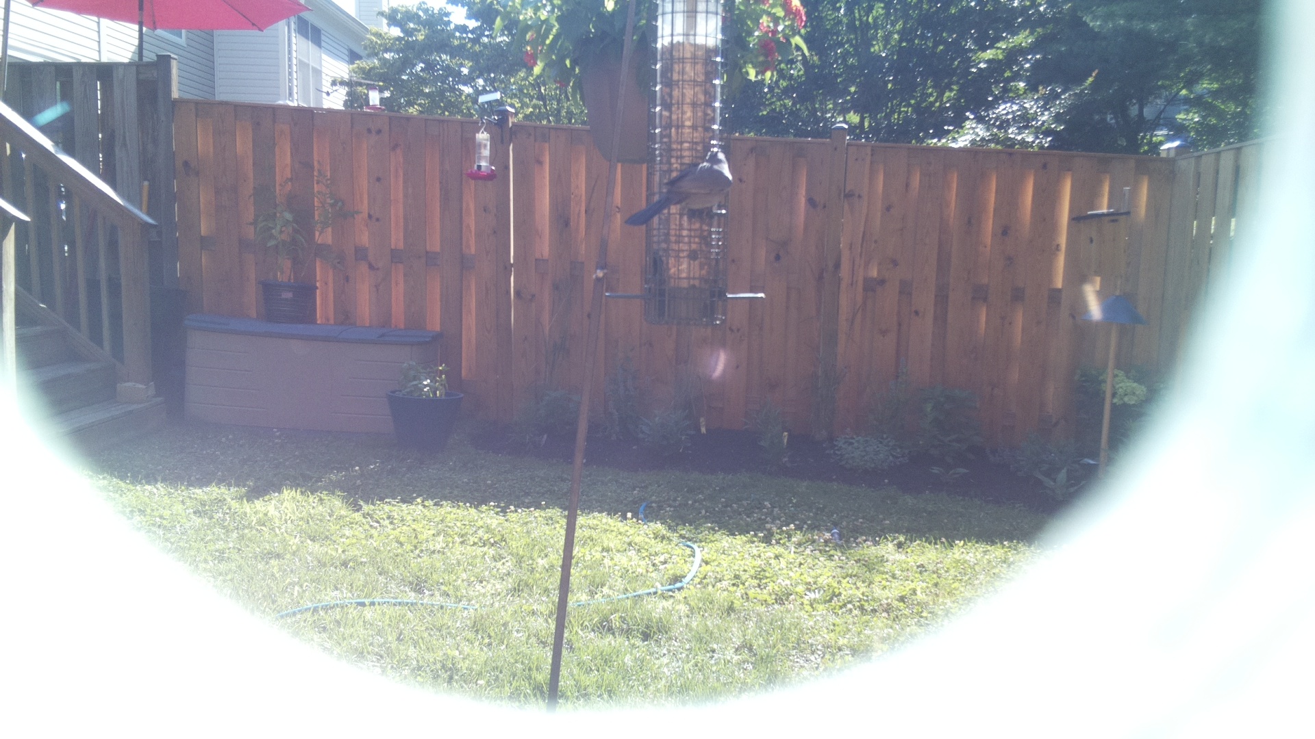 Likely Chickadee/Titmouse