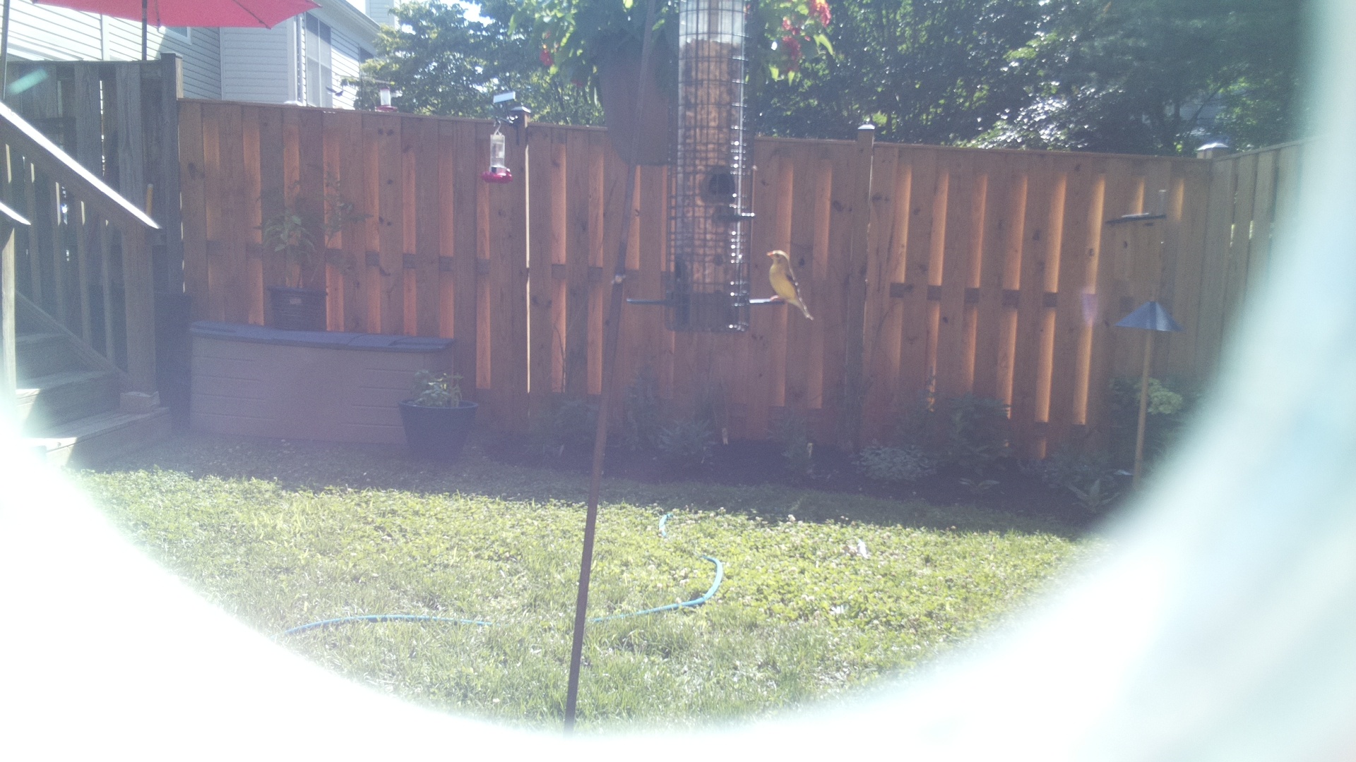American Goldfinch