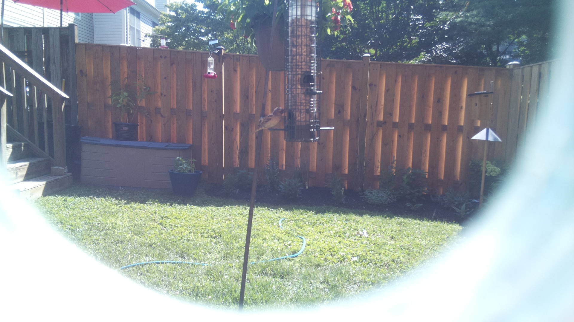Likely Sparrow