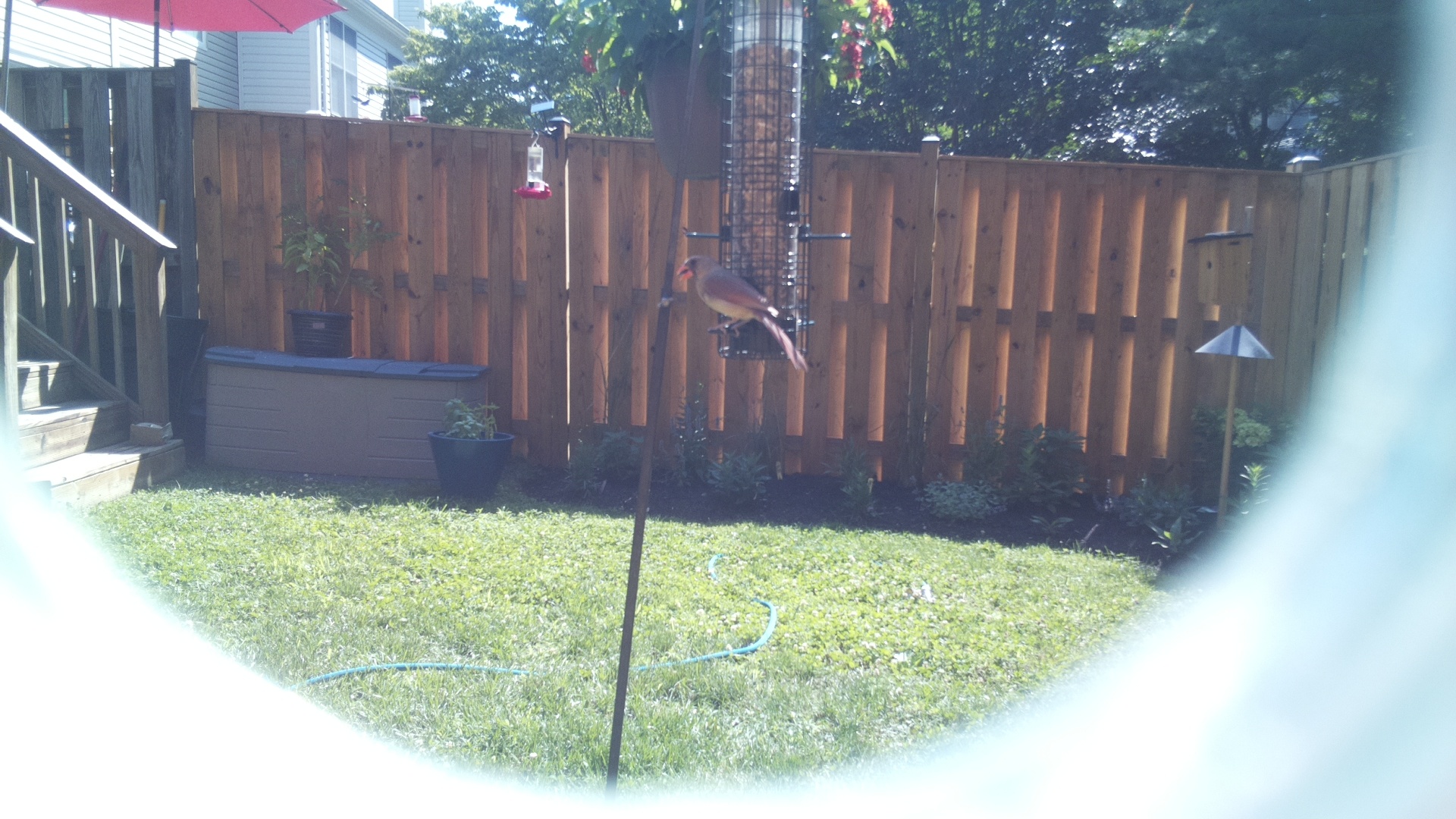 Northern Cardinal