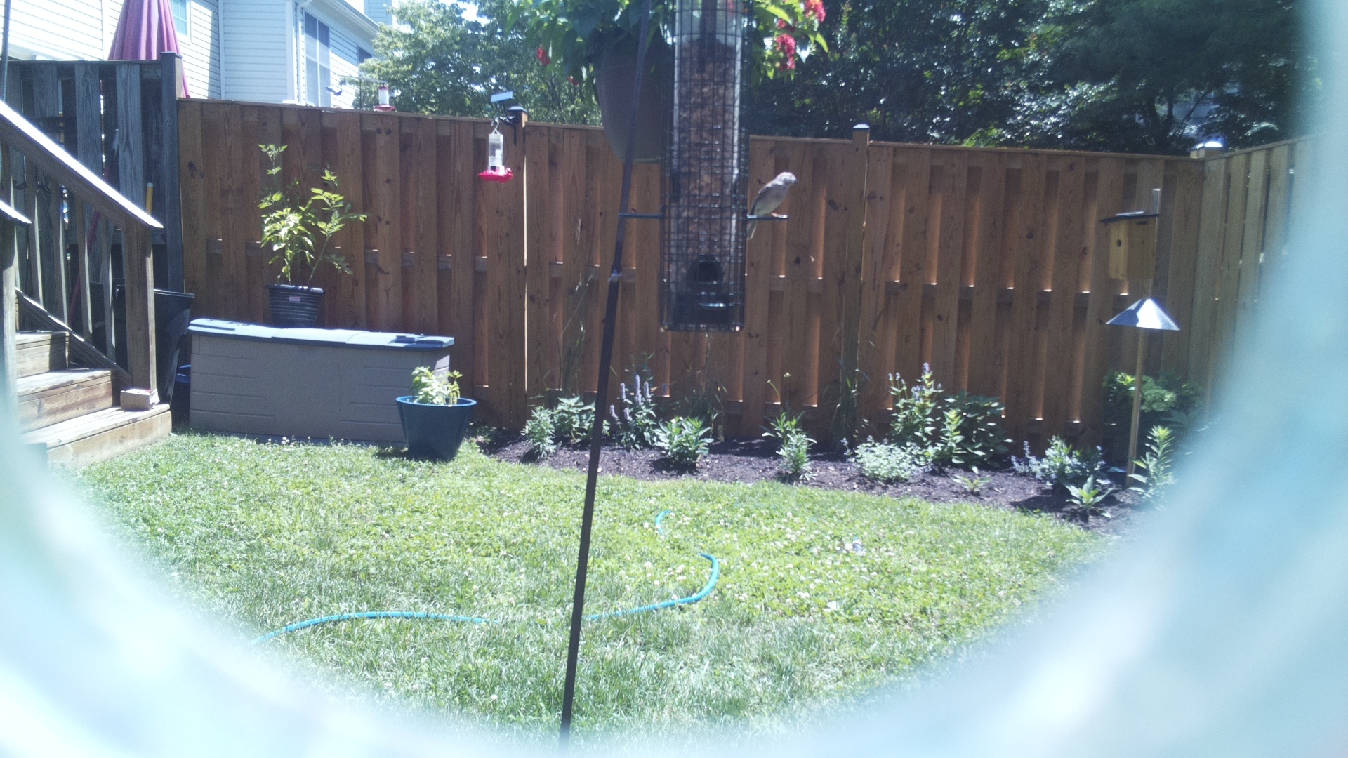 Unknown Bird