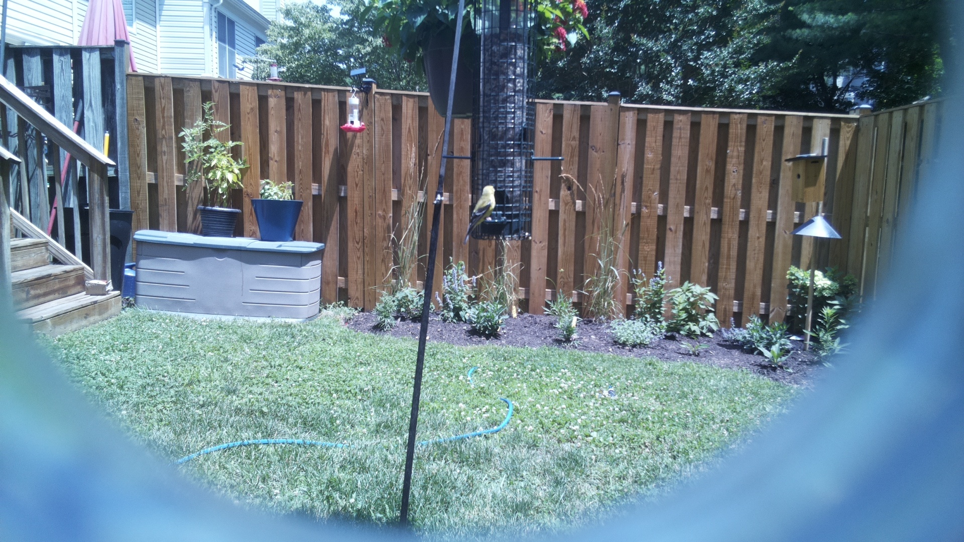 American Goldfinch