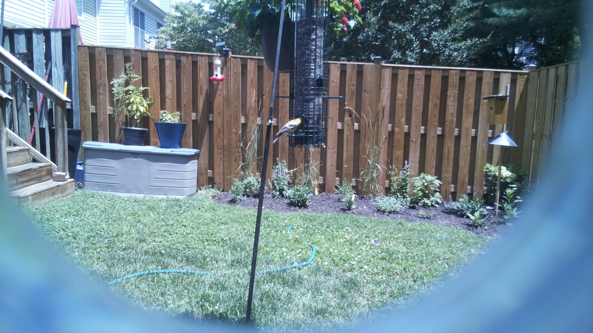 American Goldfinch