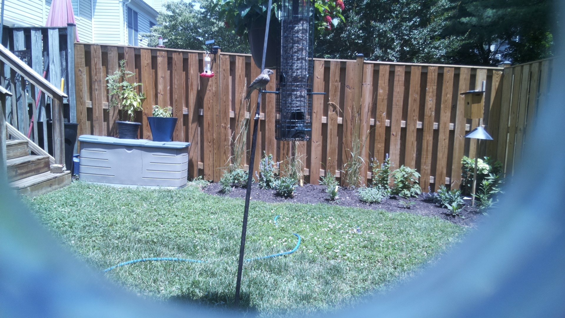 Likely Chickadee/Titmouse