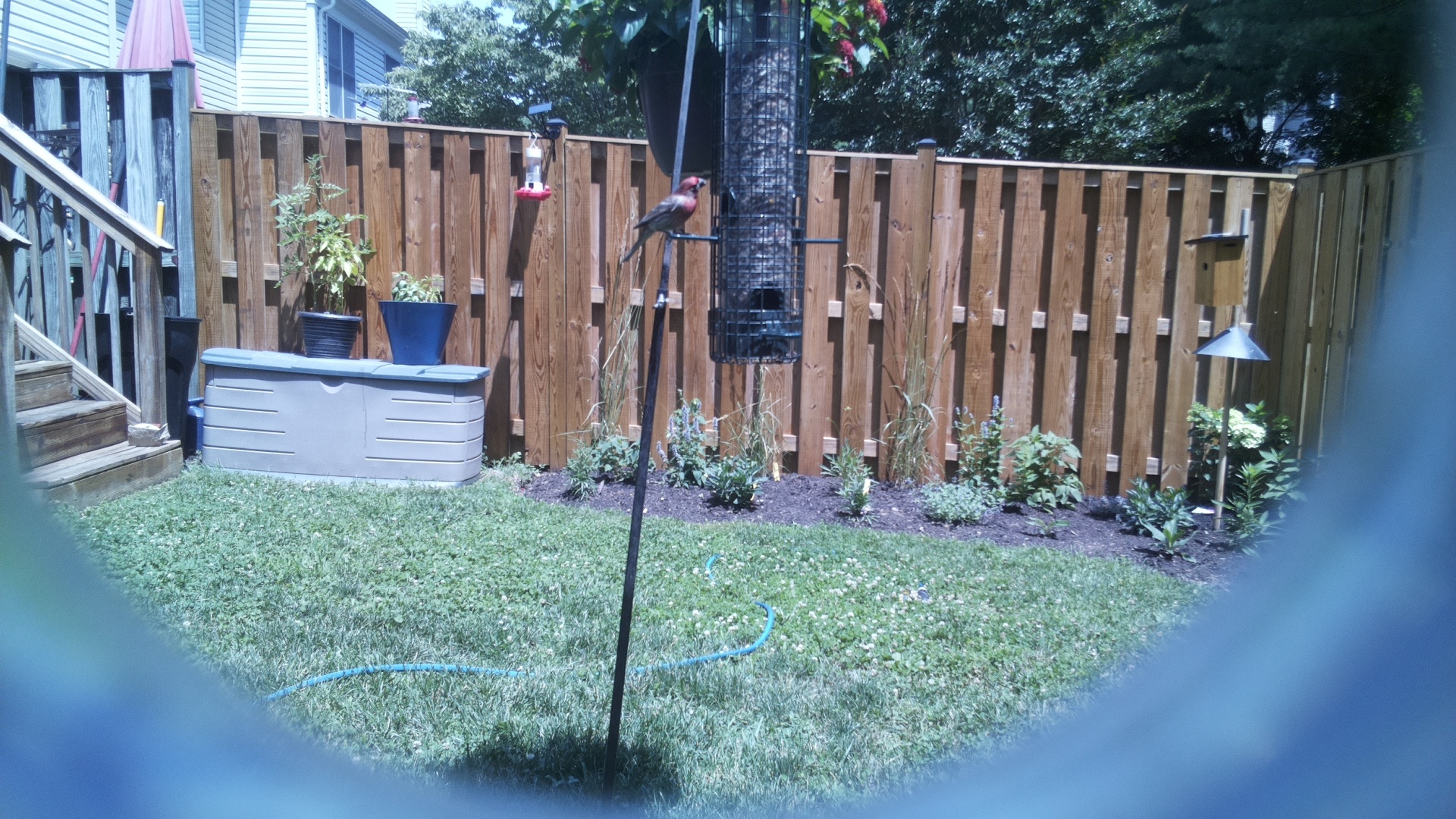 Purple Finch