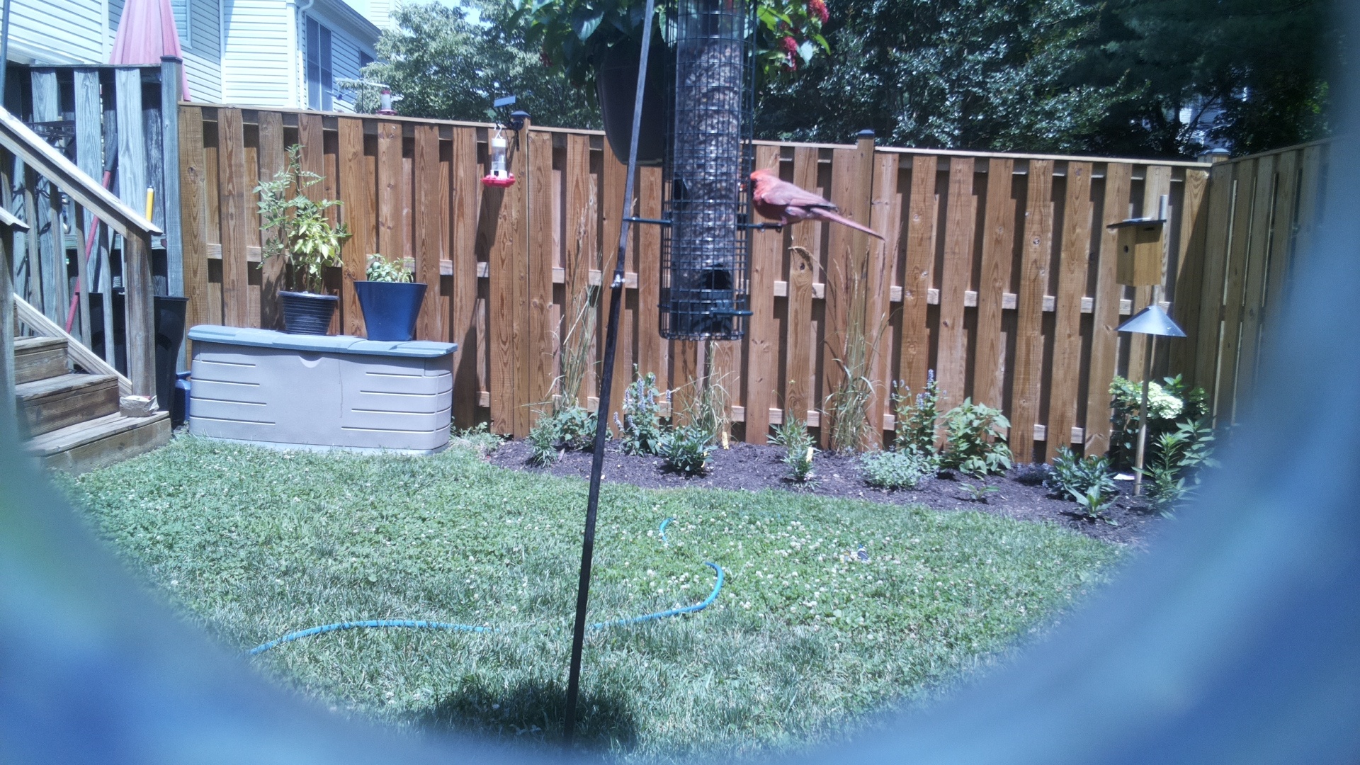 Likely Finch