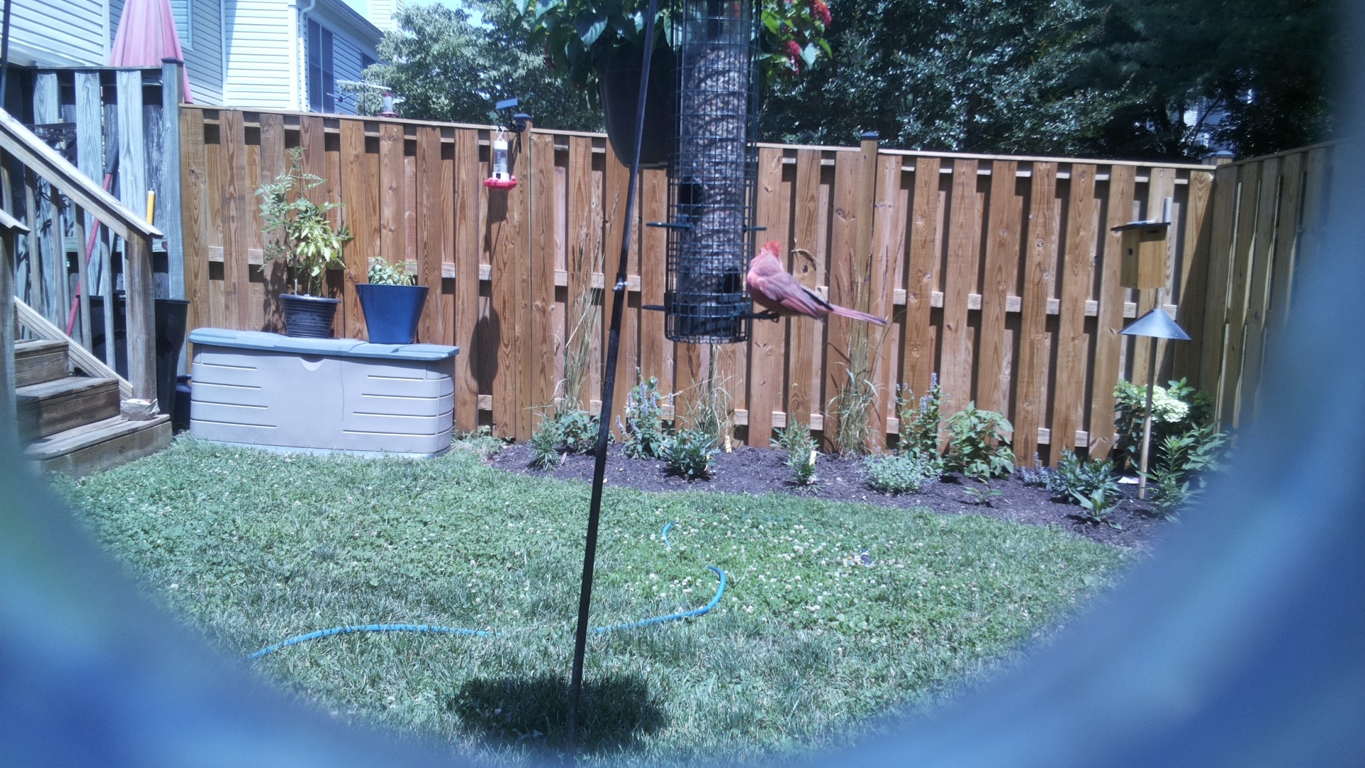 Purple Finch