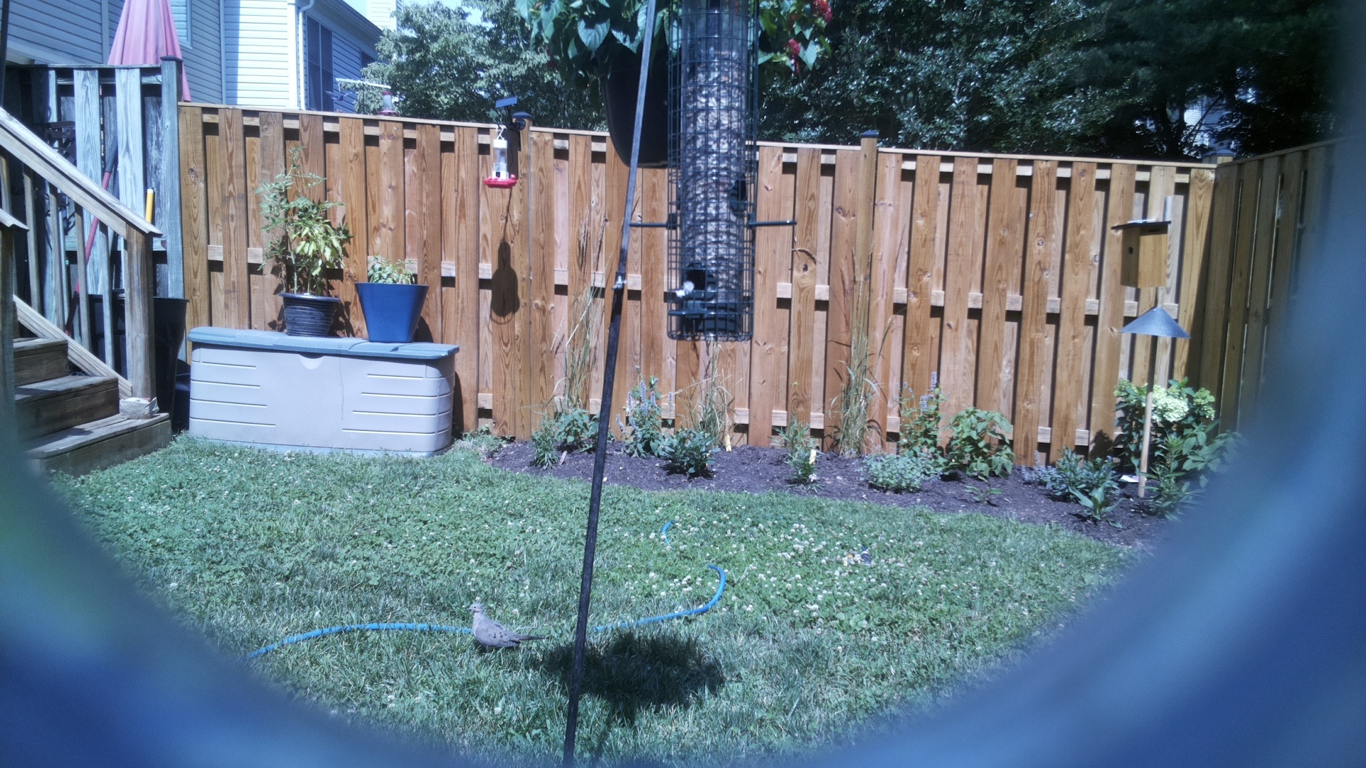 Mourning Dove