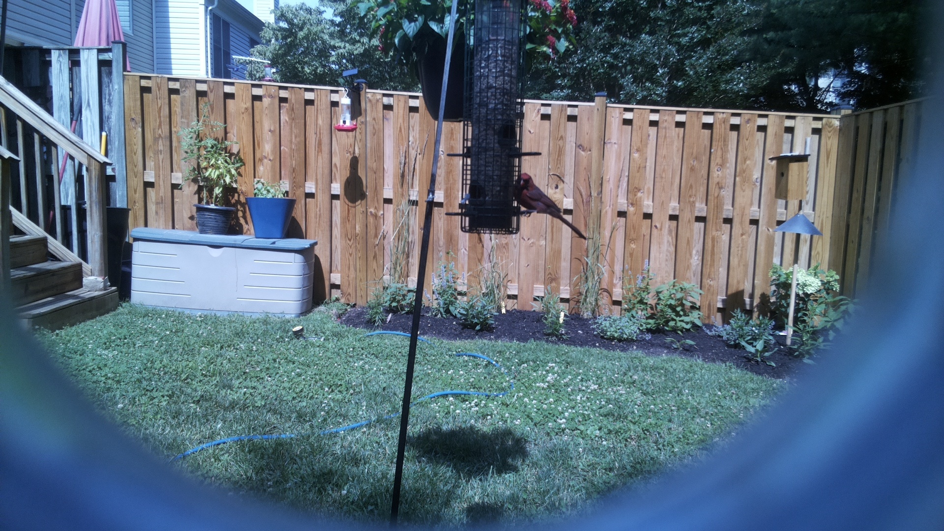 Likely Finch