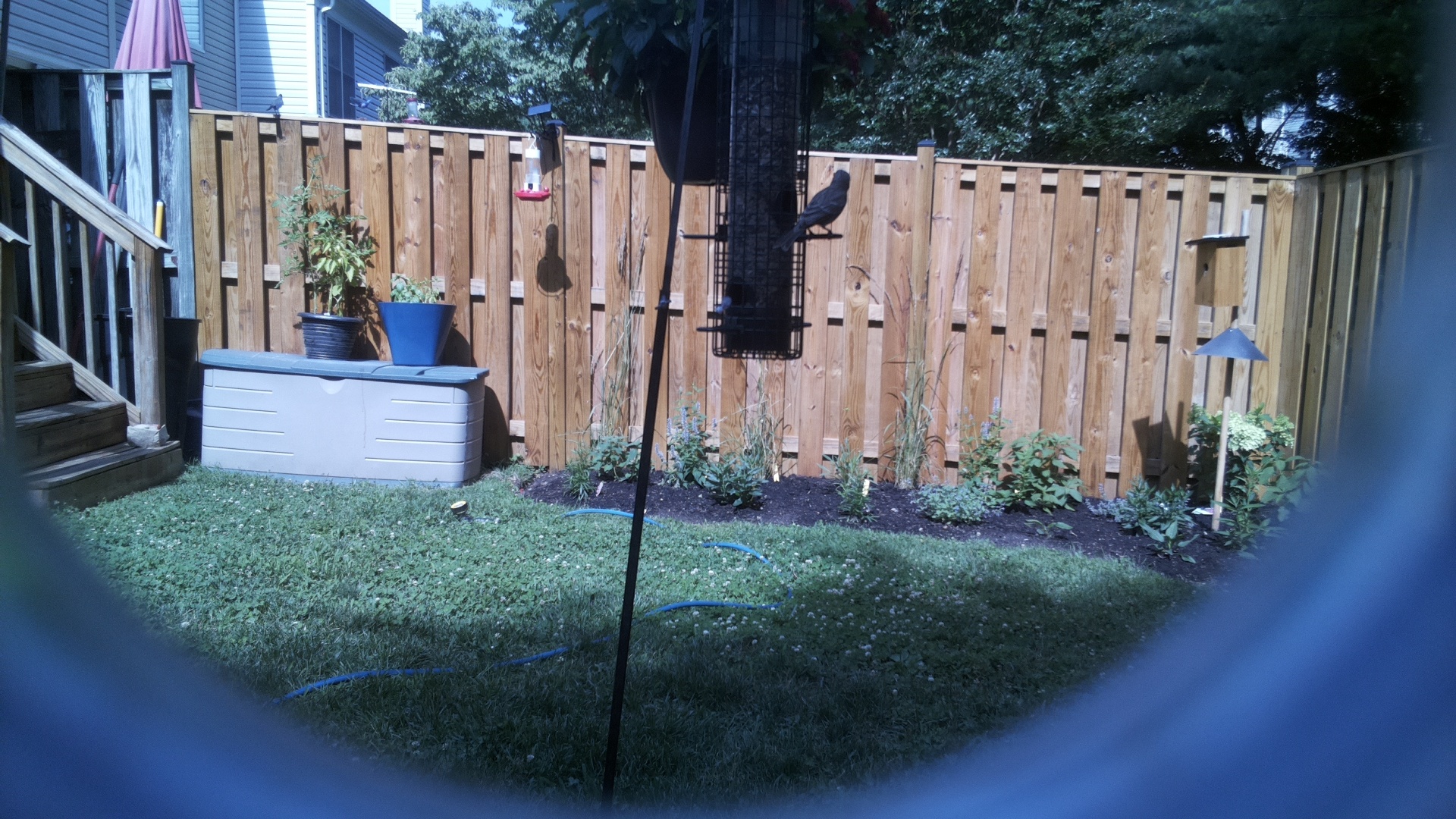 Likely Blackbird/Grackle