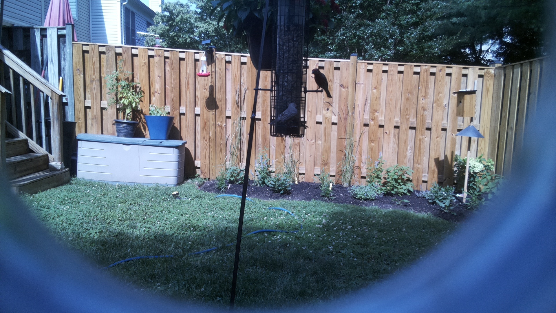 Likely Blackbird/Grackle