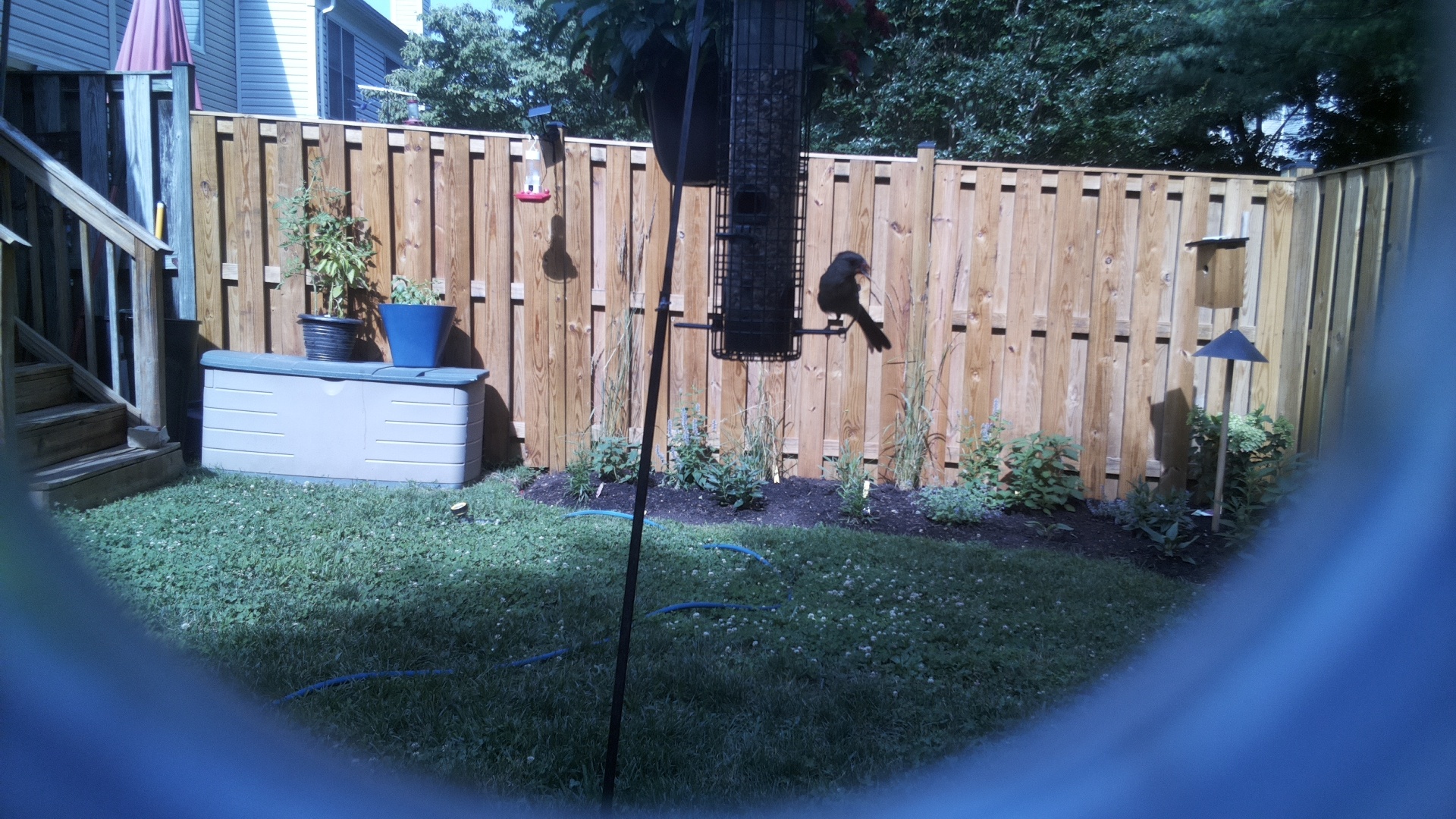 Brown-headed Cowbird