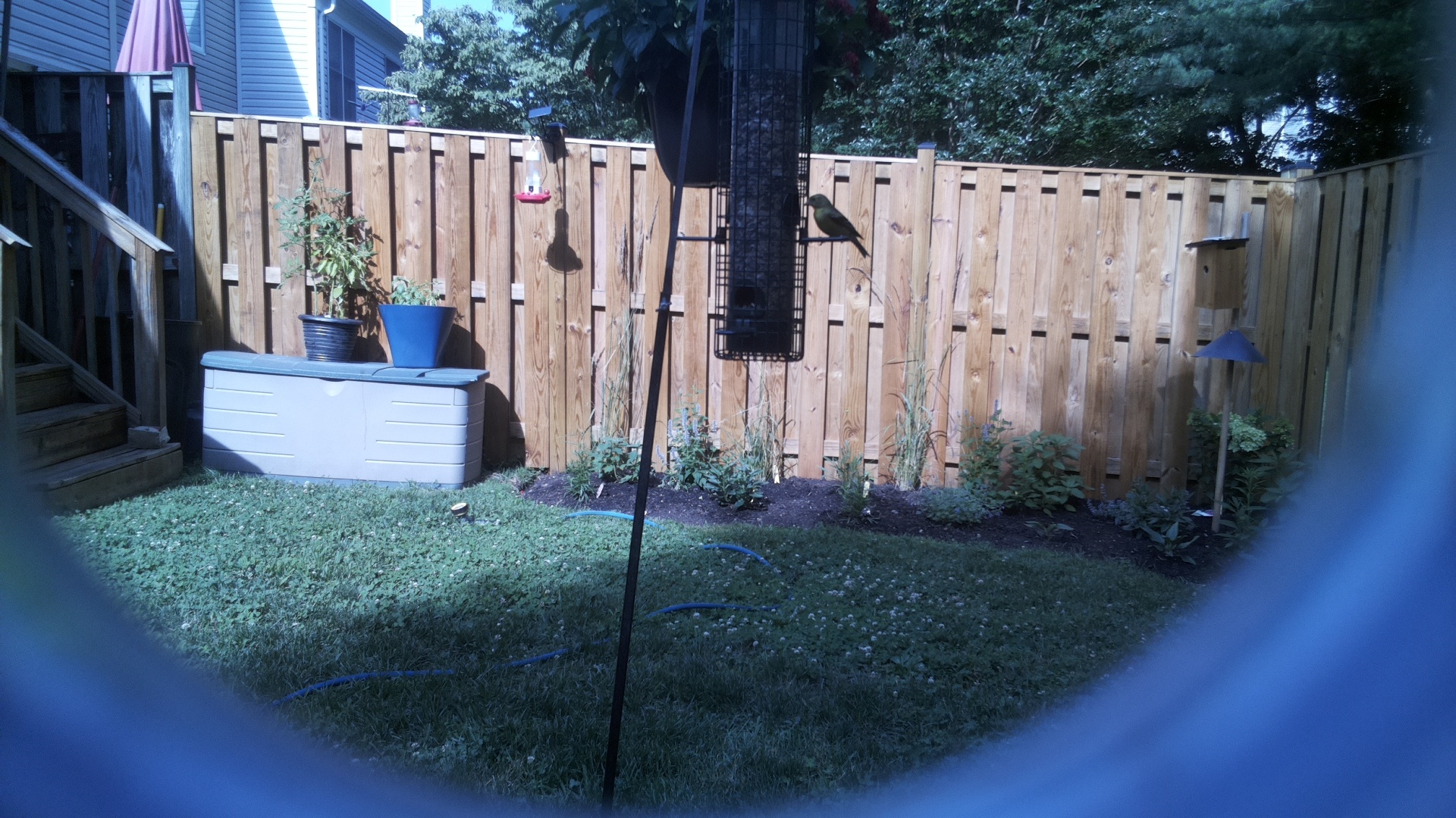 Brown-headed Cowbird