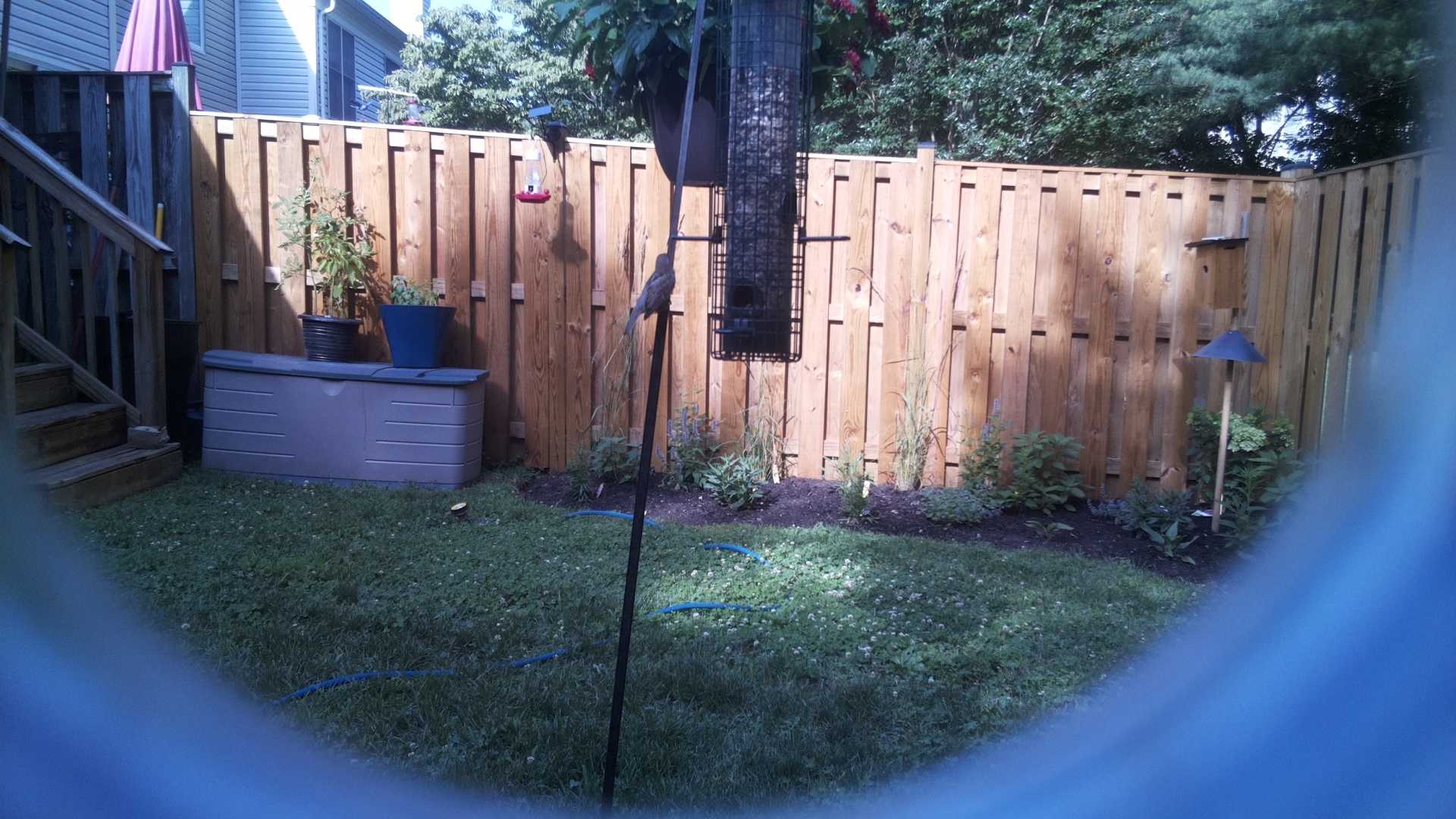 Brown-headed Cowbird