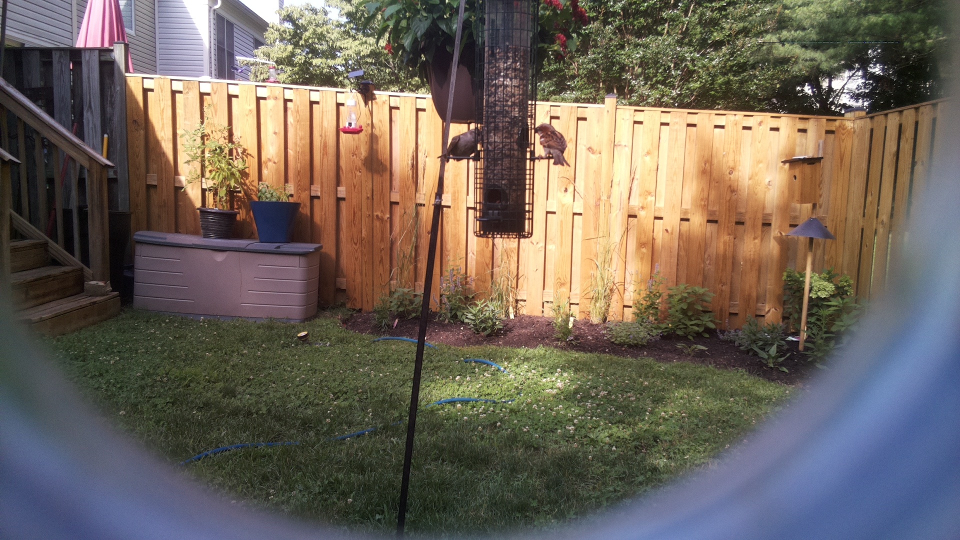 Likely Sparrow