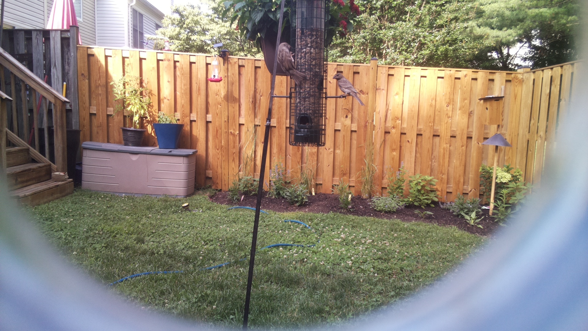 Unknown Bird