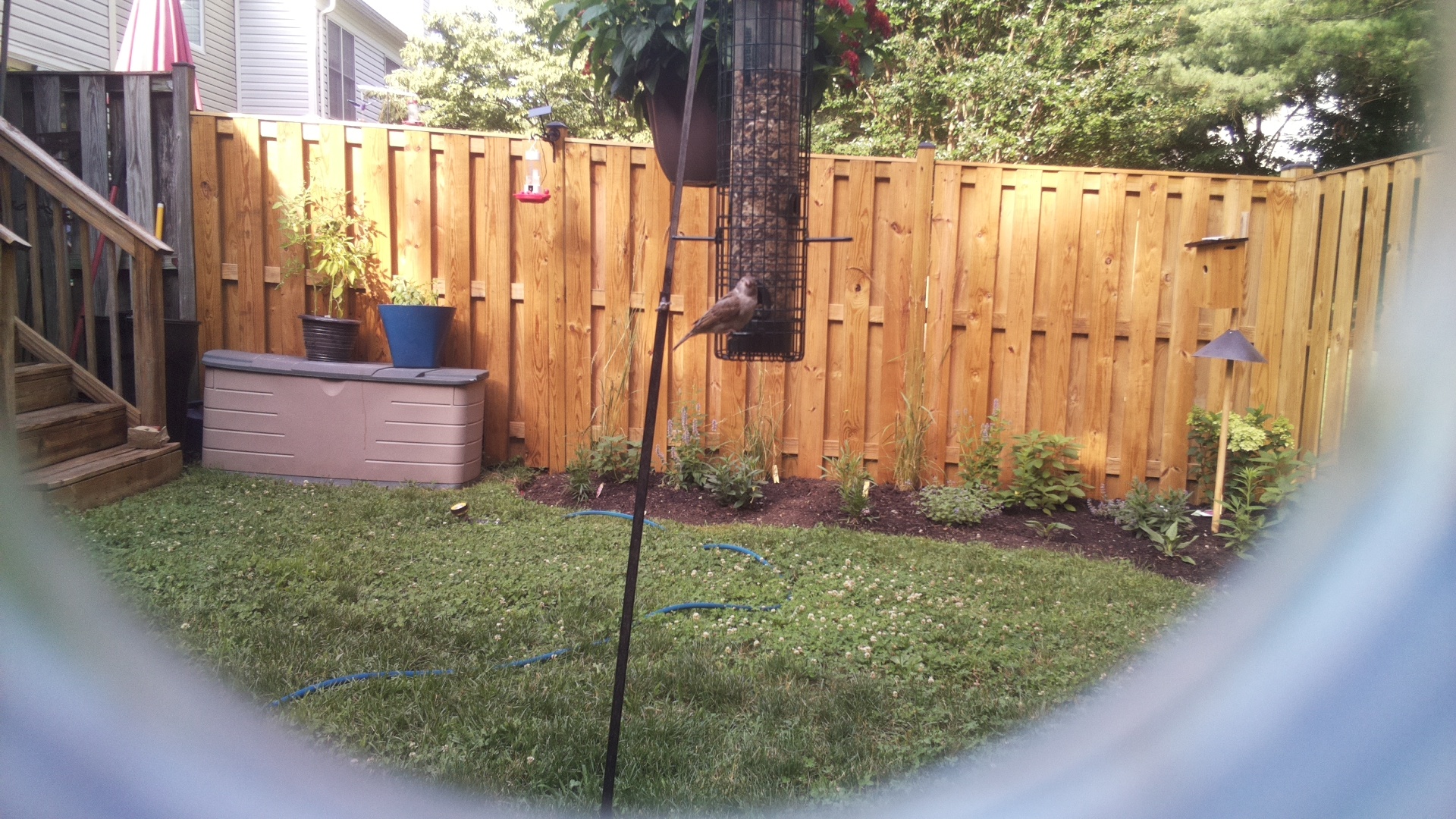 Unknown Bird