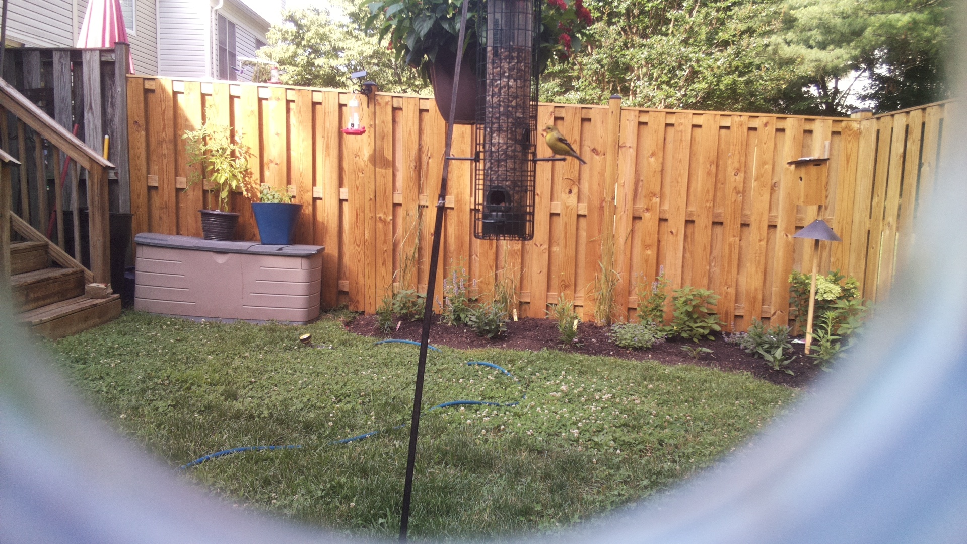 American Goldfinch